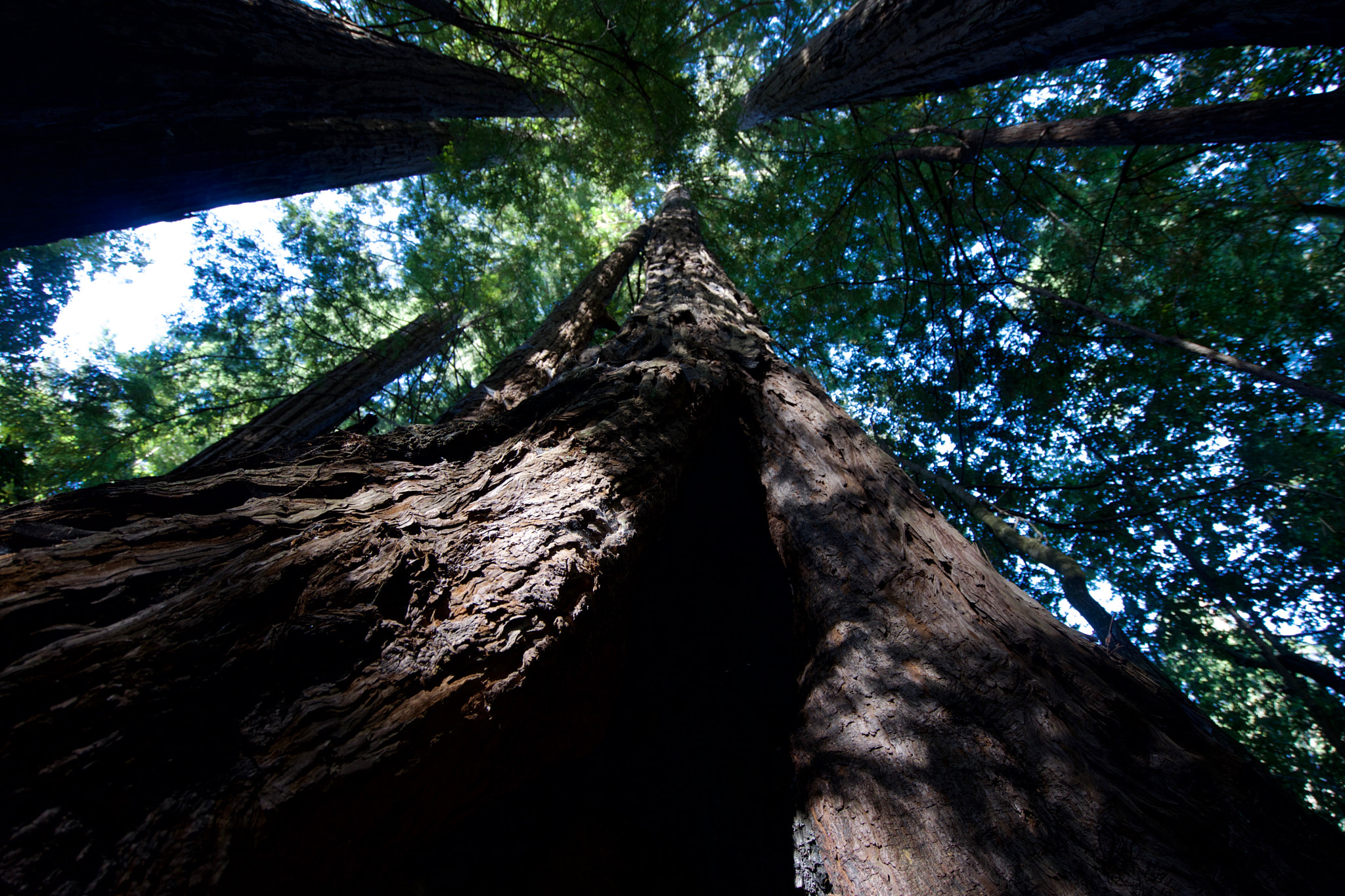 Sony a7 + Sony Vario-Tessar T* FE 16-35mm F4 ZA OSS sample photo. Giant trees photography
