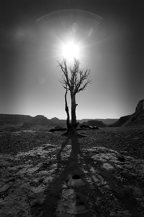 Canon EF-S 10-22mm F3.5-4.5 USM sample photo. Skeleton point tree bnw photography