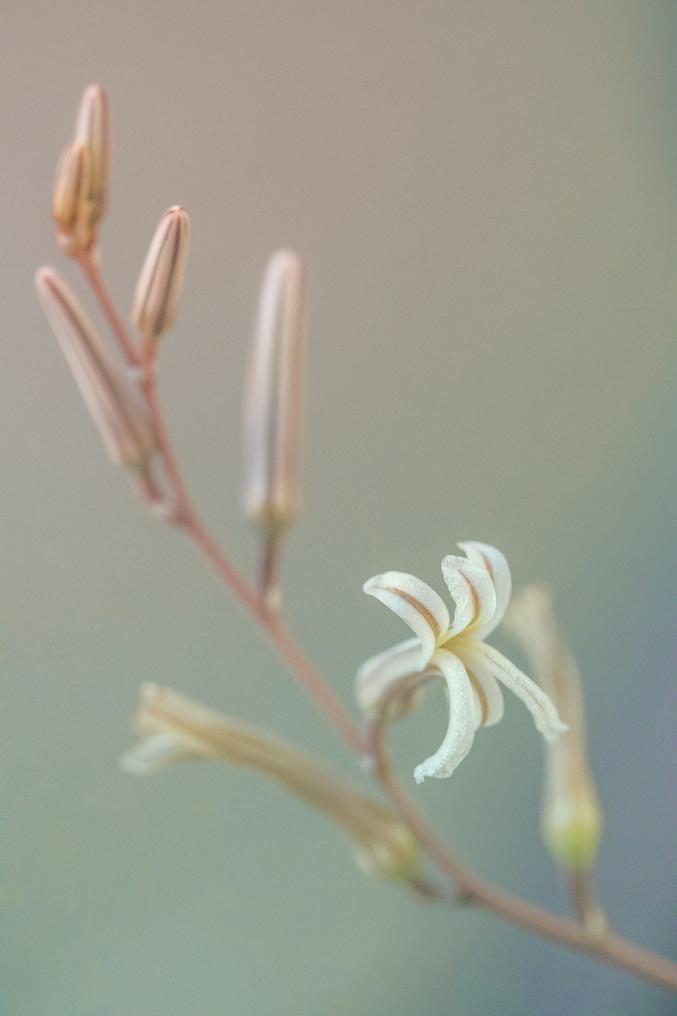 Canon EF 100mm F2.8L Macro IS USM sample photo. Haworthia photography