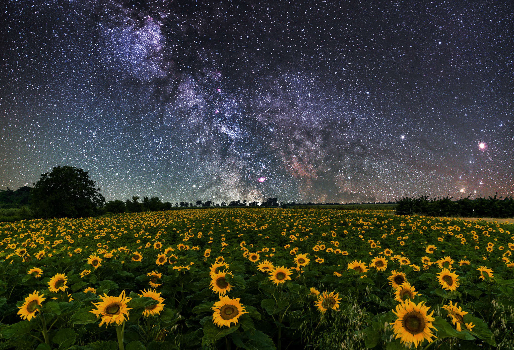 Sony FE 28mm F2 sample photo. Sonnenblumenmeer photography
