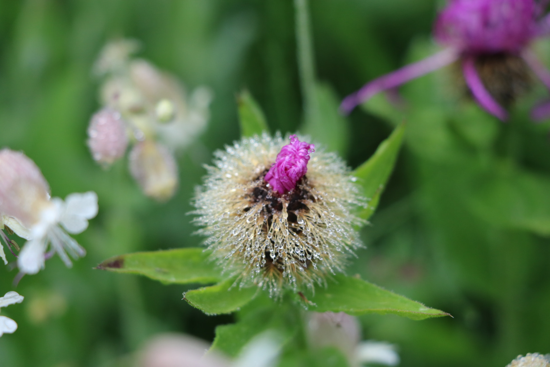 Canon EOS 750D (EOS Rebel T6i / EOS Kiss X8i) sample photo. Flowers  photography