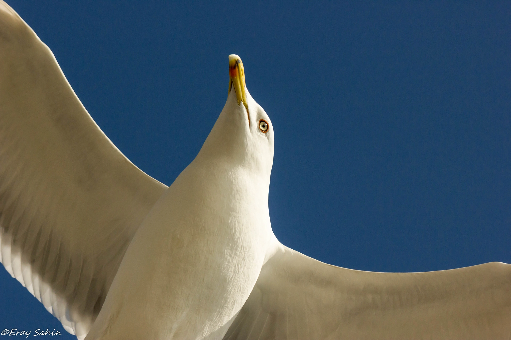Canon EF 70-200mm F4L IS USM sample photo. Seagull @ bosphorus photography