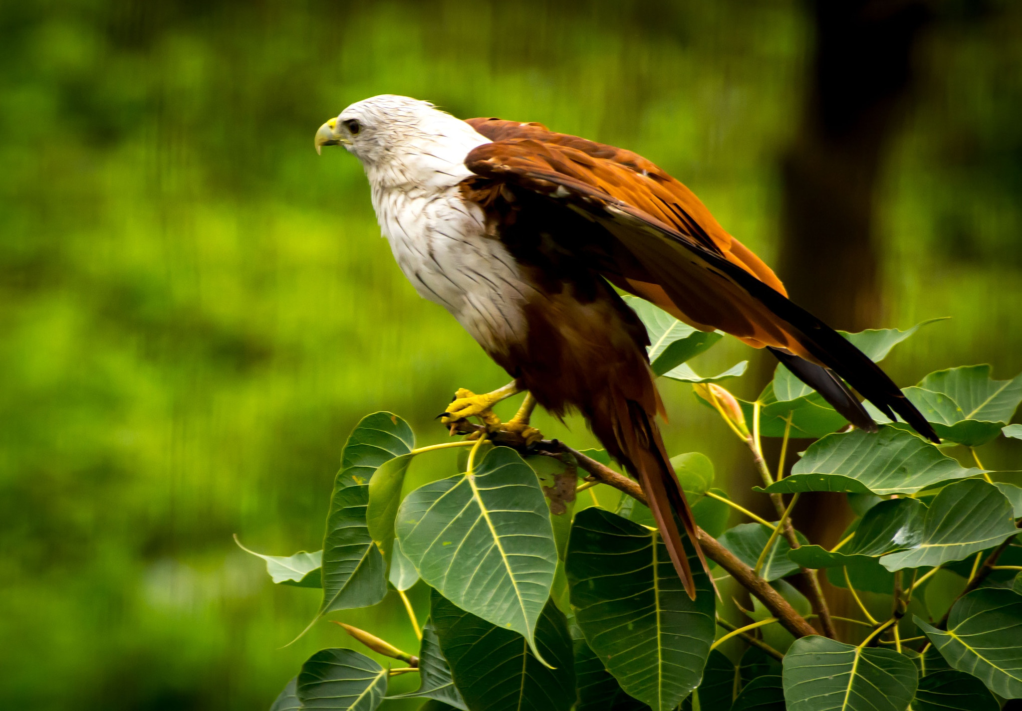 Nikon AF-S Nikkor 200-500mm F5.6E ED VR sample photo