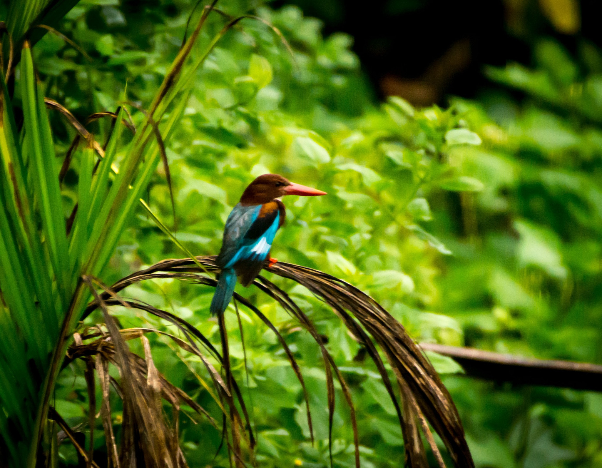 Nikon AF-S Nikkor 200-500mm F5.6E ED VR sample photo