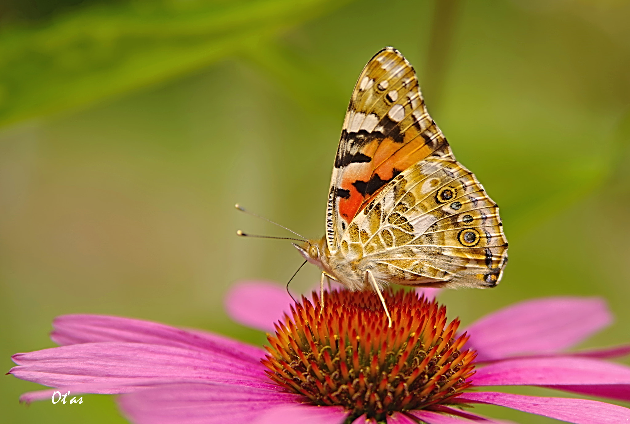 Pentax K-1 sample photo. Butterfly photography