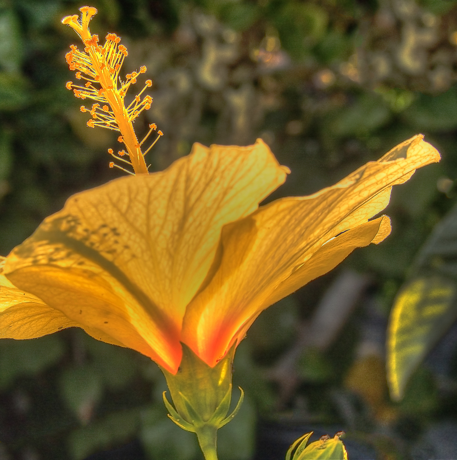 Olympus PEN E-PL7 sample photo. Beautiful yellow flower photography