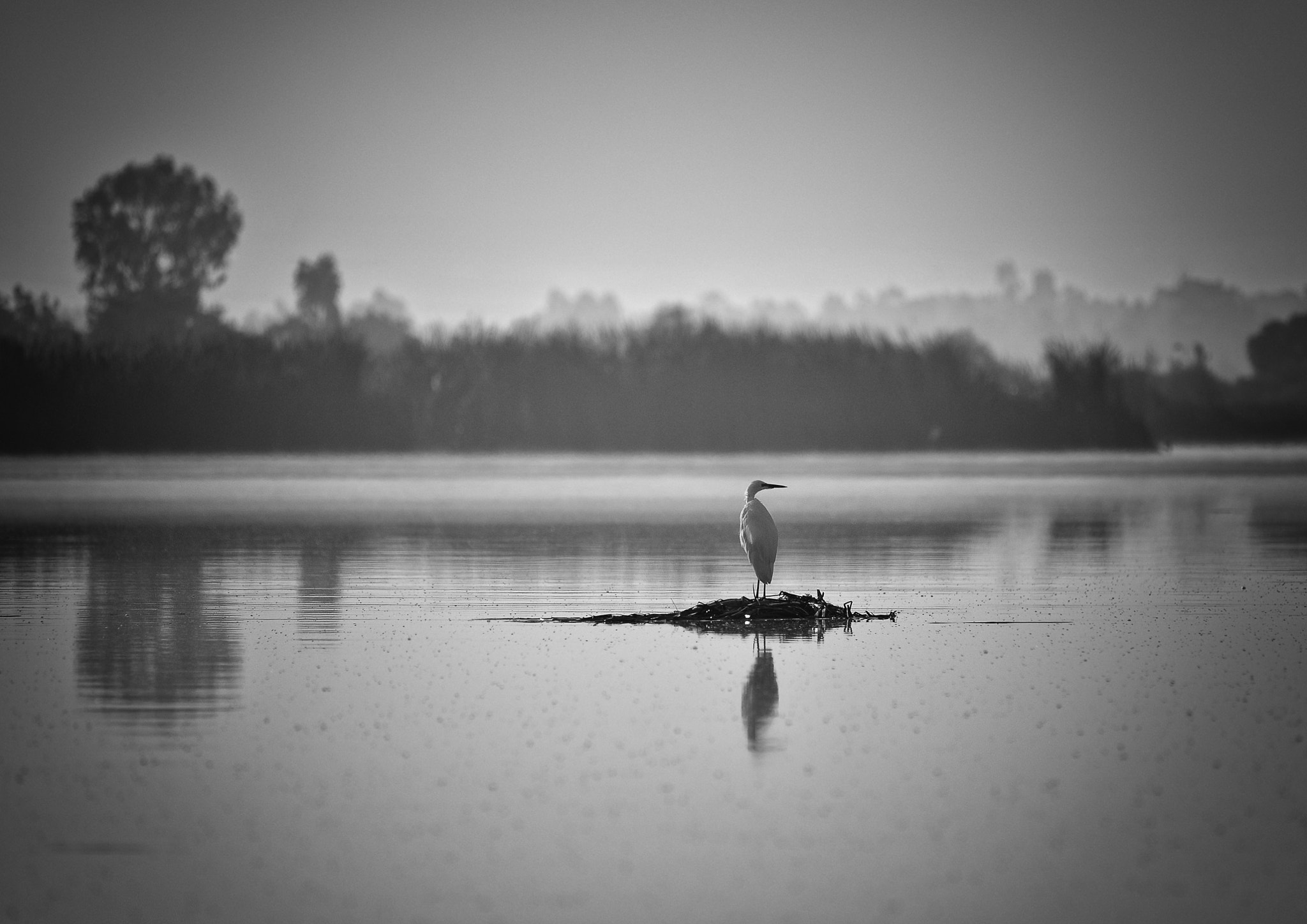 Sigma 150-500mm F5-6.3 DG OS HSM sample photo. Alone photography