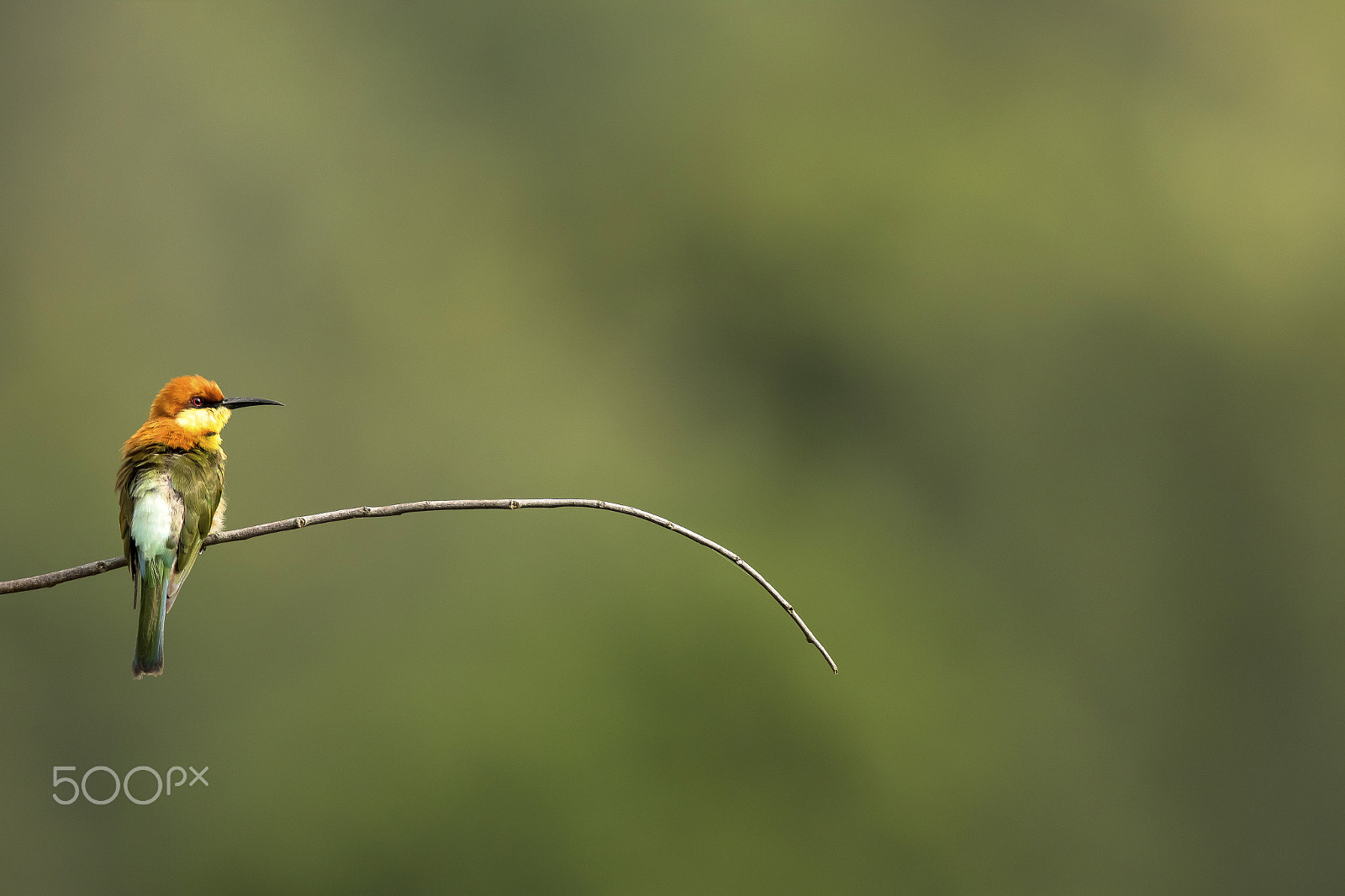 Canon EF 600mm f/4L IS sample photo. Chestnut-headed bee-eater photography