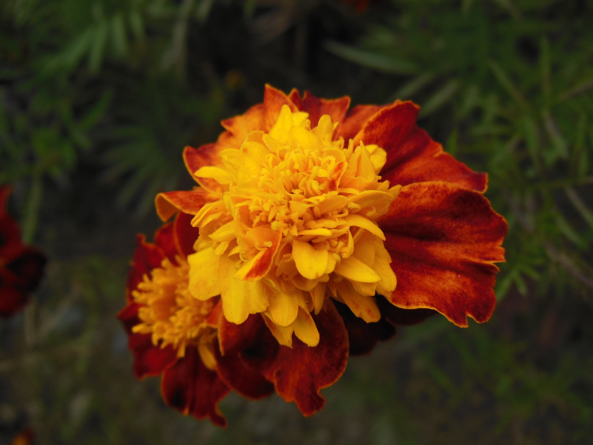 Nikon COOLPIX S9200 sample photo. Marigold  photography