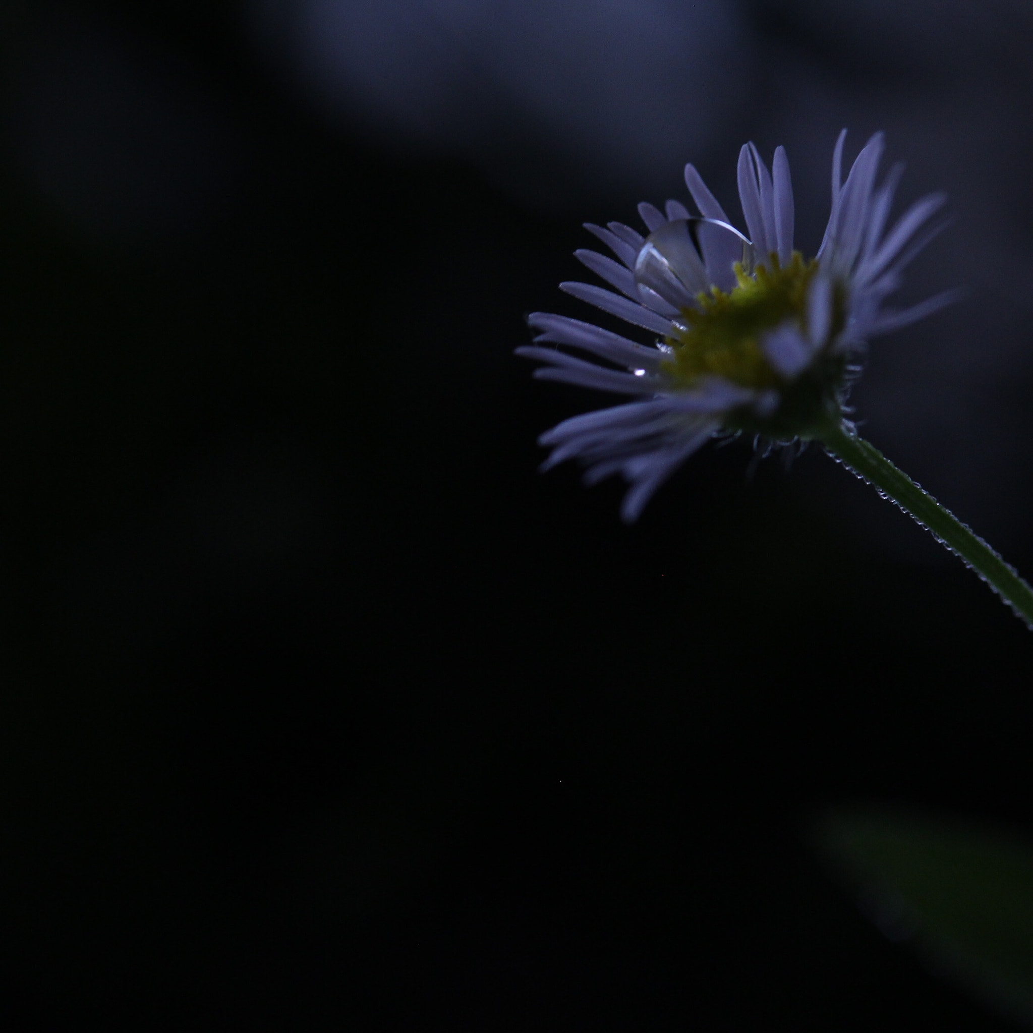 Canon EOS 100D (EOS Rebel SL1 / EOS Kiss X7) sample photo. 雫   drop photography