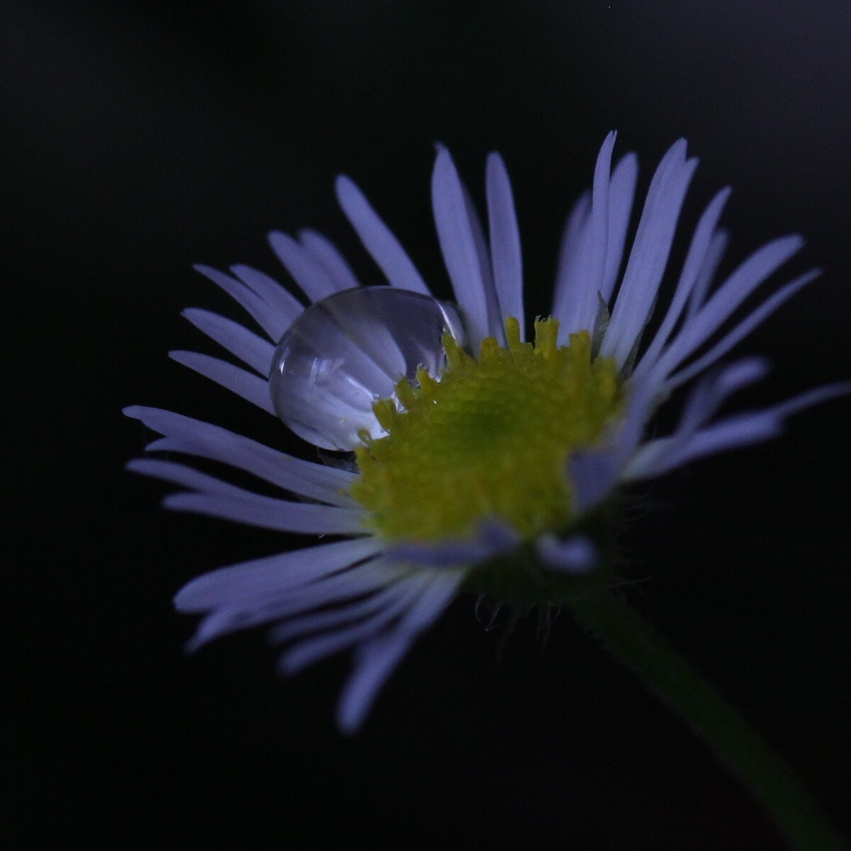 Canon EOS 100D (EOS Rebel SL1 / EOS Kiss X7) sample photo. 雫   drop photography