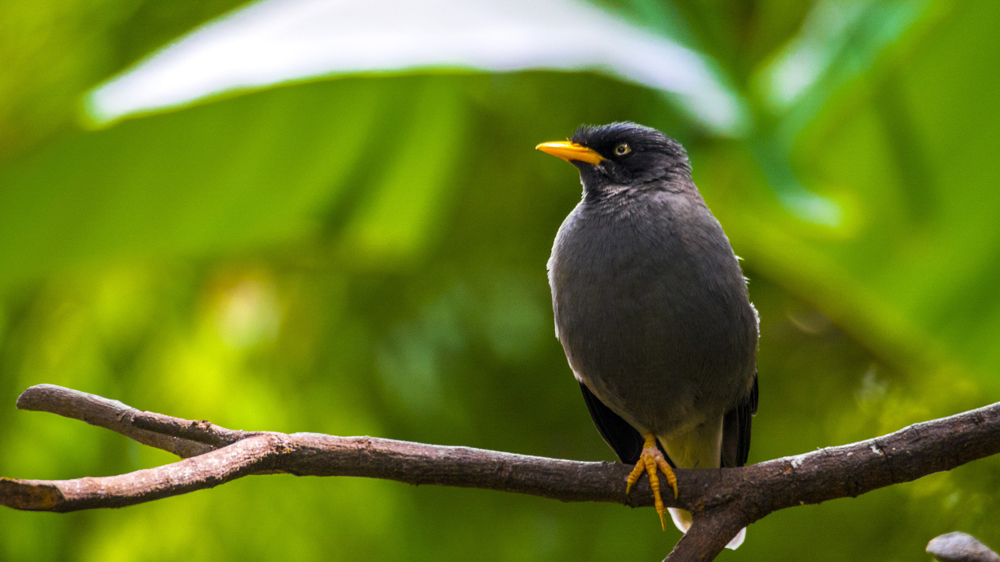 Olympus OM-D E-M5 sample photo. Calming bird photography