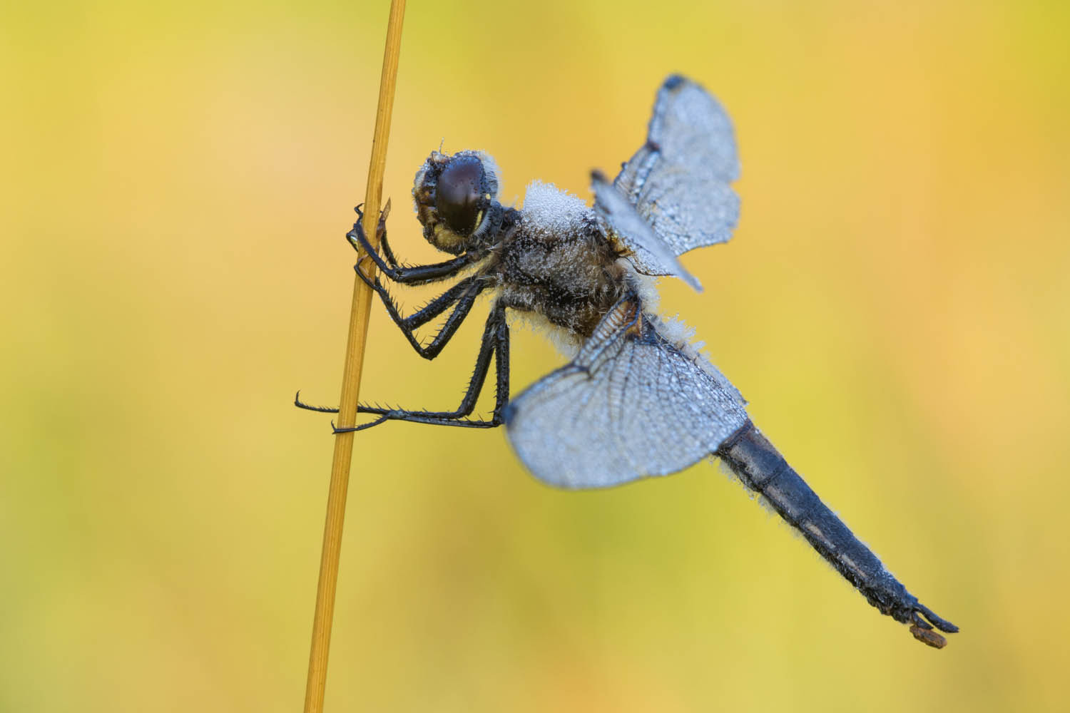 Sigma APO Macro 150mm f/2.8 EX DG HSM sample photo. { schwarze heidelibelle } photography