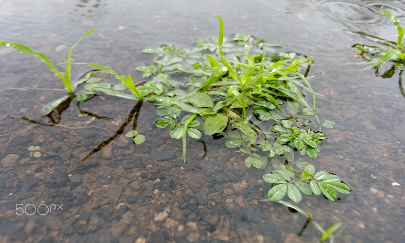 HTC DESIRE 820G PLUS DUAL SIM sample photo. Grass in water photography