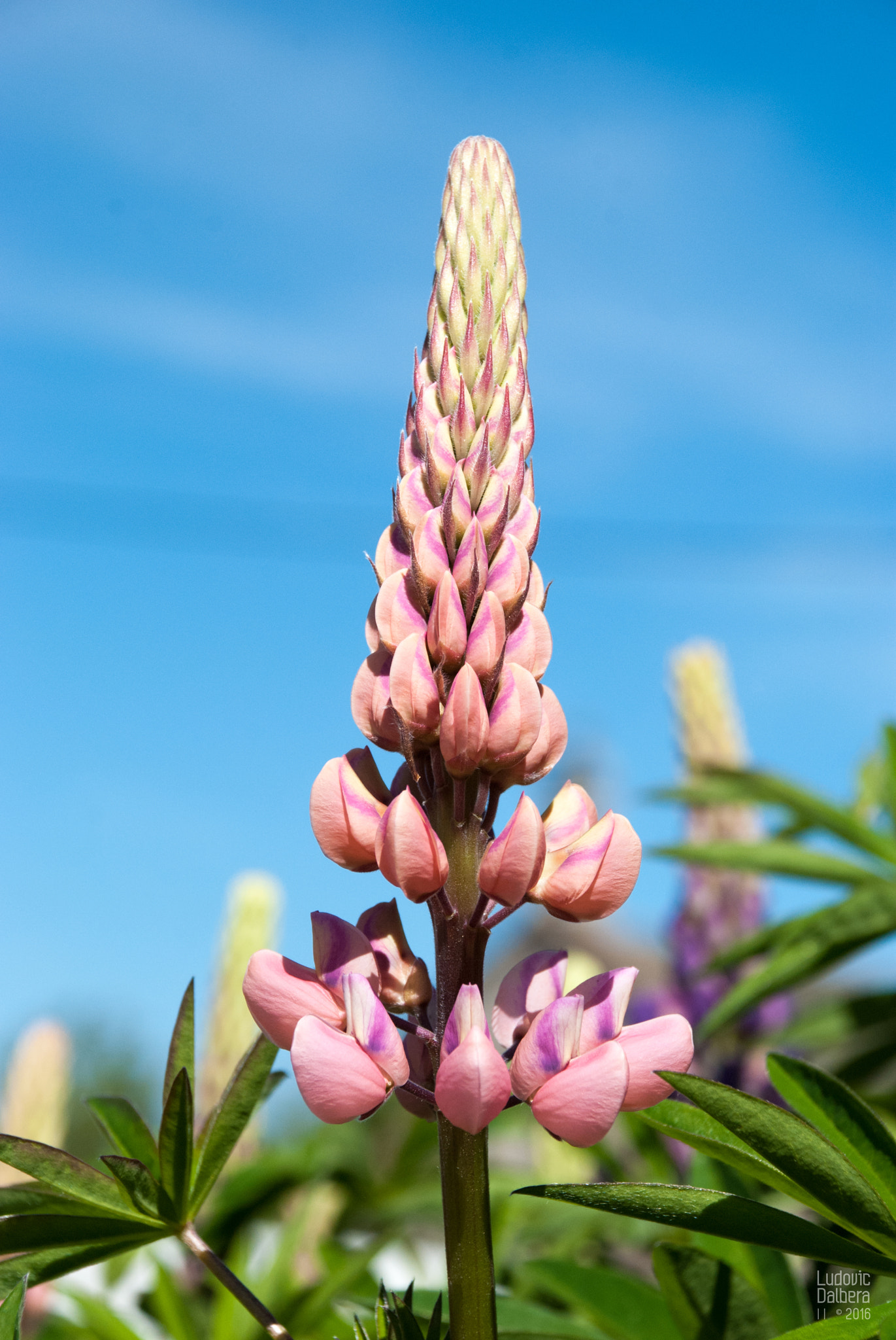 Nikon D40X sample photo. Lupin photography