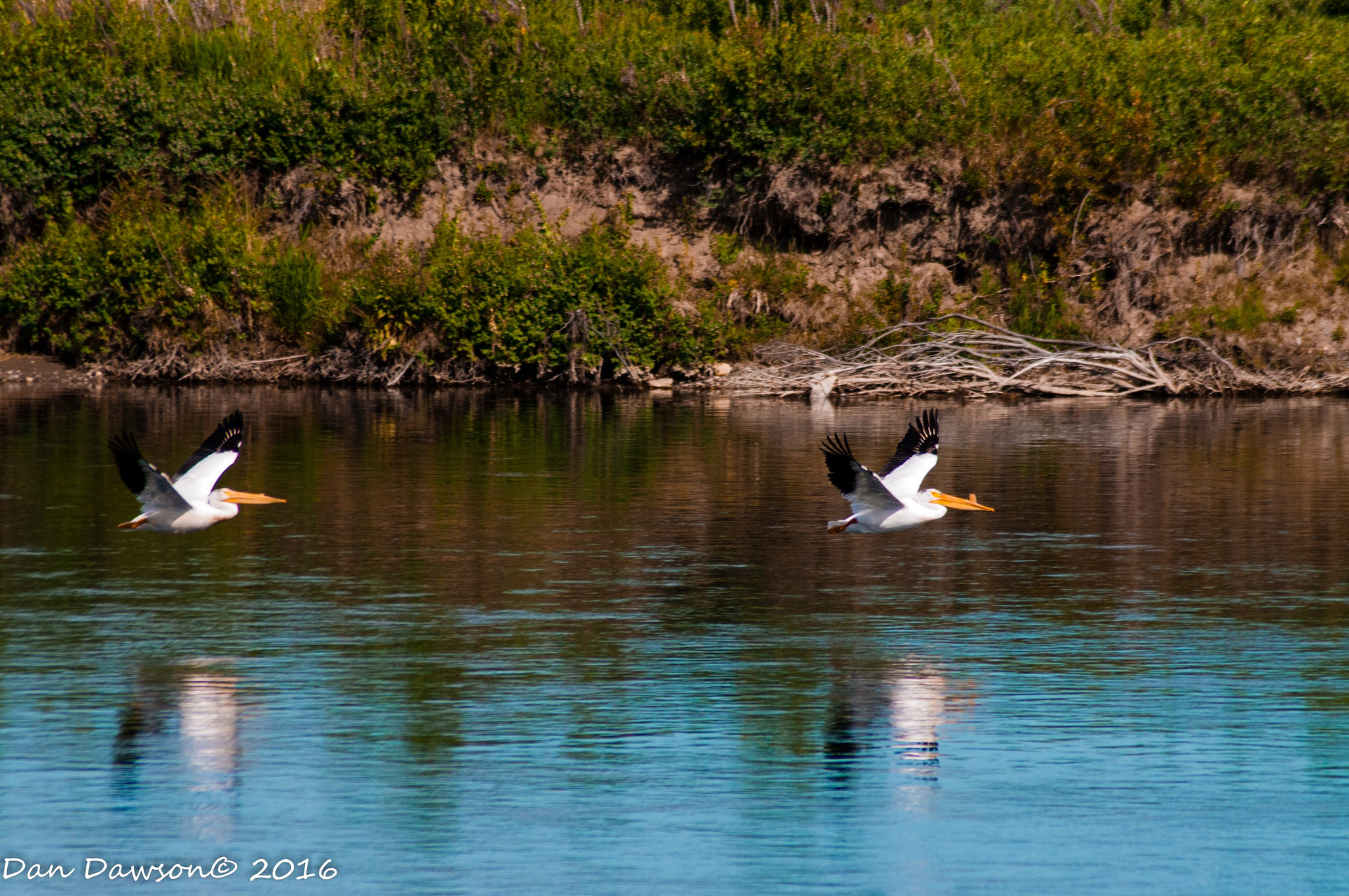Nikon D300S sample photo. Bow river canada photography