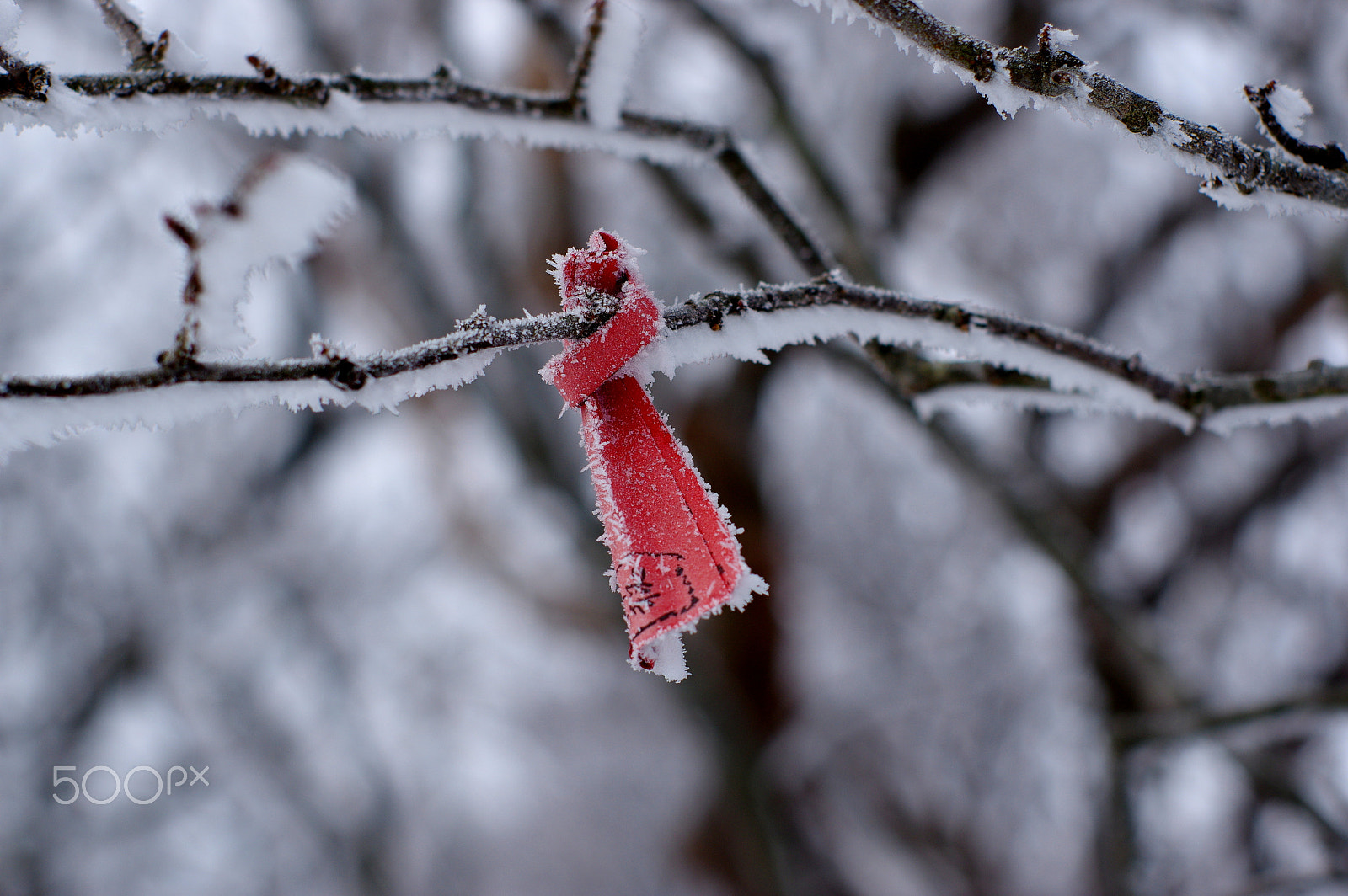Pentax K-3 + Pentax smc FA 50mm F1.4 sample photo. Fortune photography