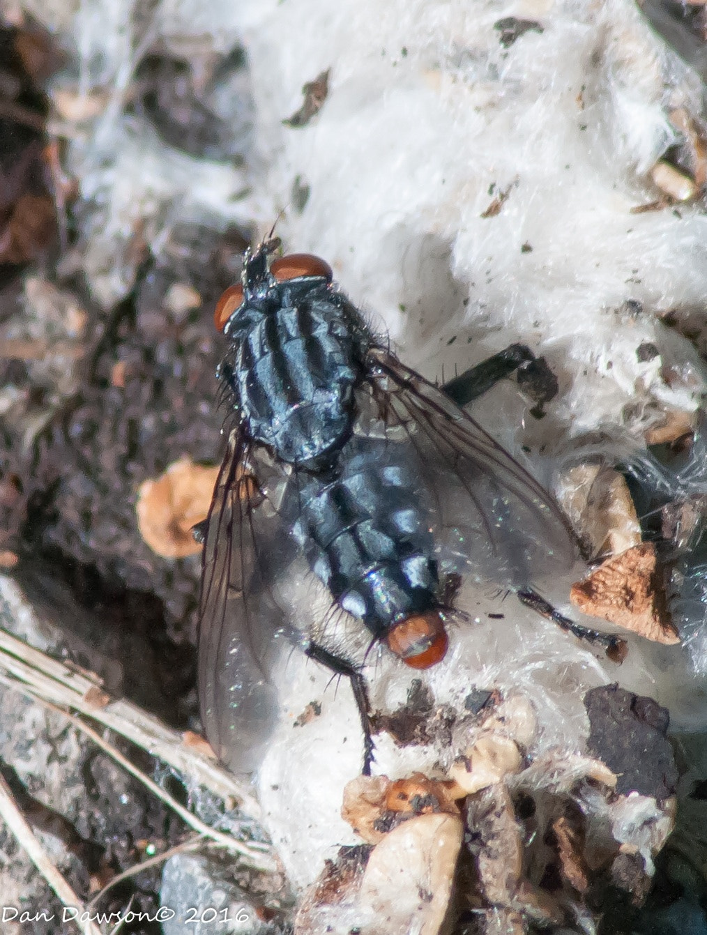 Nikon D300S sample photo. Fly photography