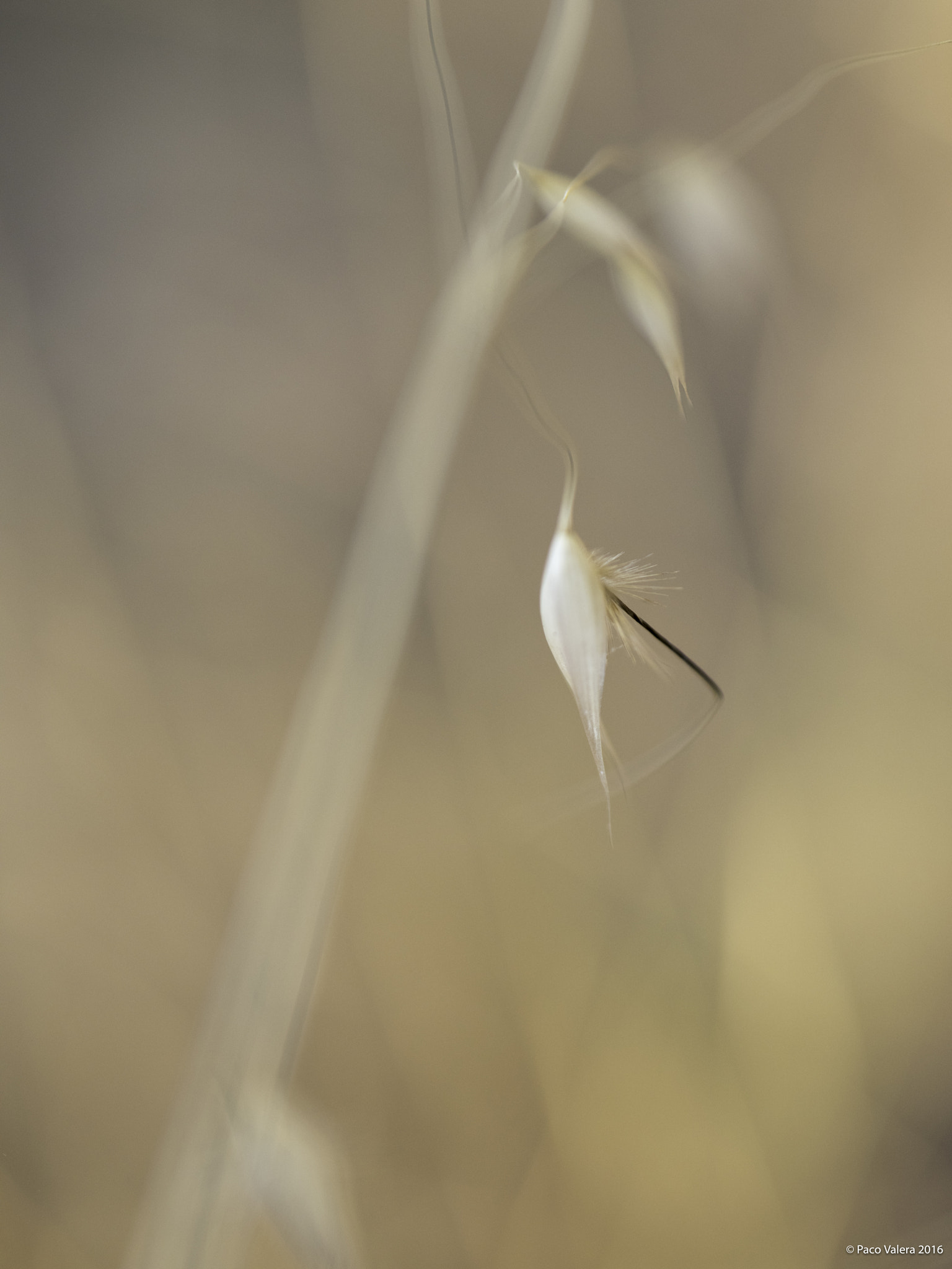 Pentax 645Z + HD Pentax D FA 645 Macro 90mm F2.8 ED AW SR sample photo