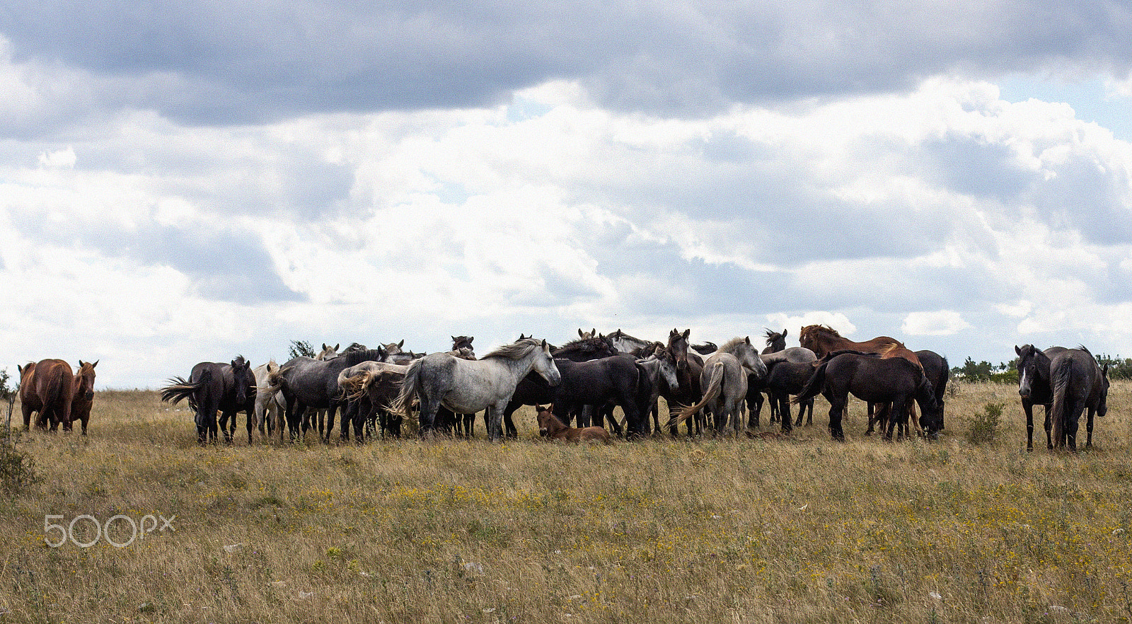 Canon EOS 450D (EOS Rebel XSi / EOS Kiss X2) sample photo. Wild horses photography