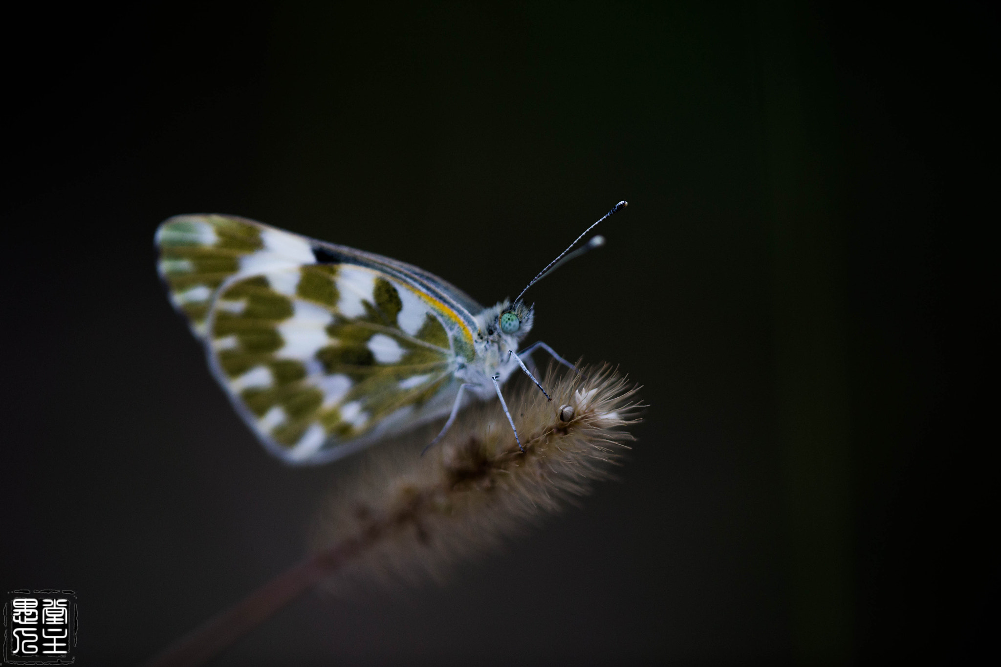 Canon EF 180mm F3.5L Macro USM sample photo. 092.jpg photography