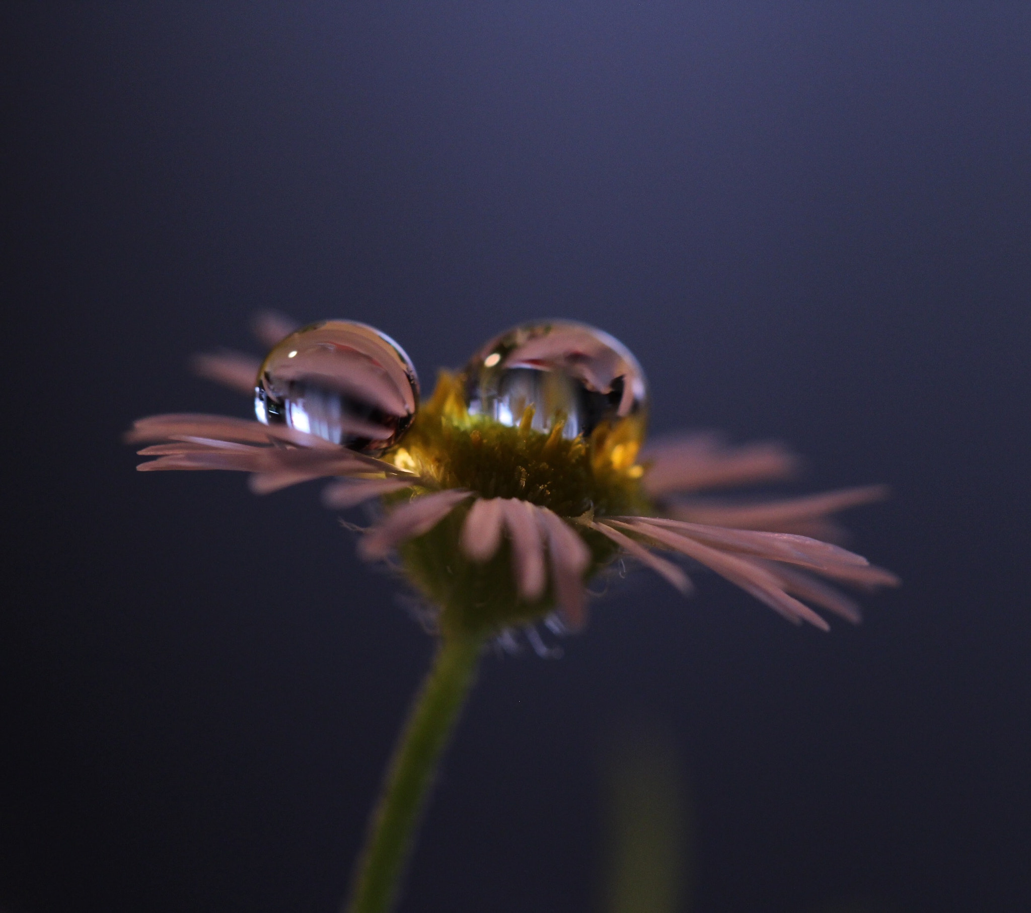 Canon EOS 100D (EOS Rebel SL1 / EOS Kiss X7) sample photo. 雫   drop photography