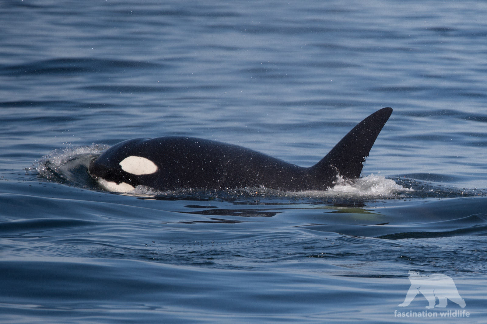Sigma 150-600mm F5-6.3 DG OS HSM | S sample photo. Orca photography