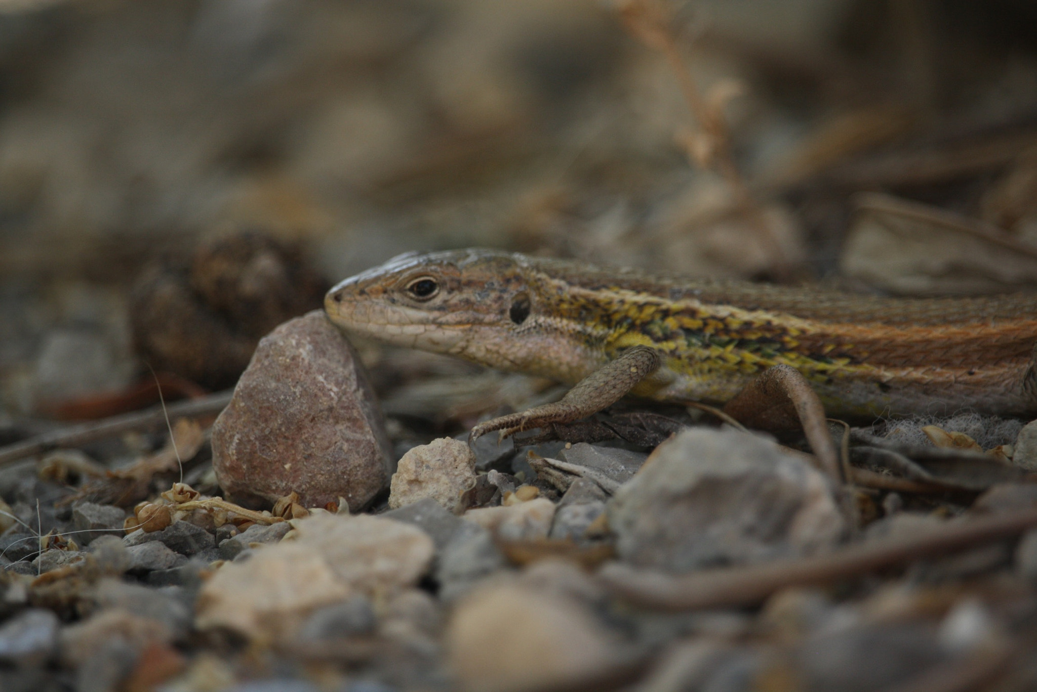 Canon EF-S 55-250mm F4-5.6 IS STM sample photo