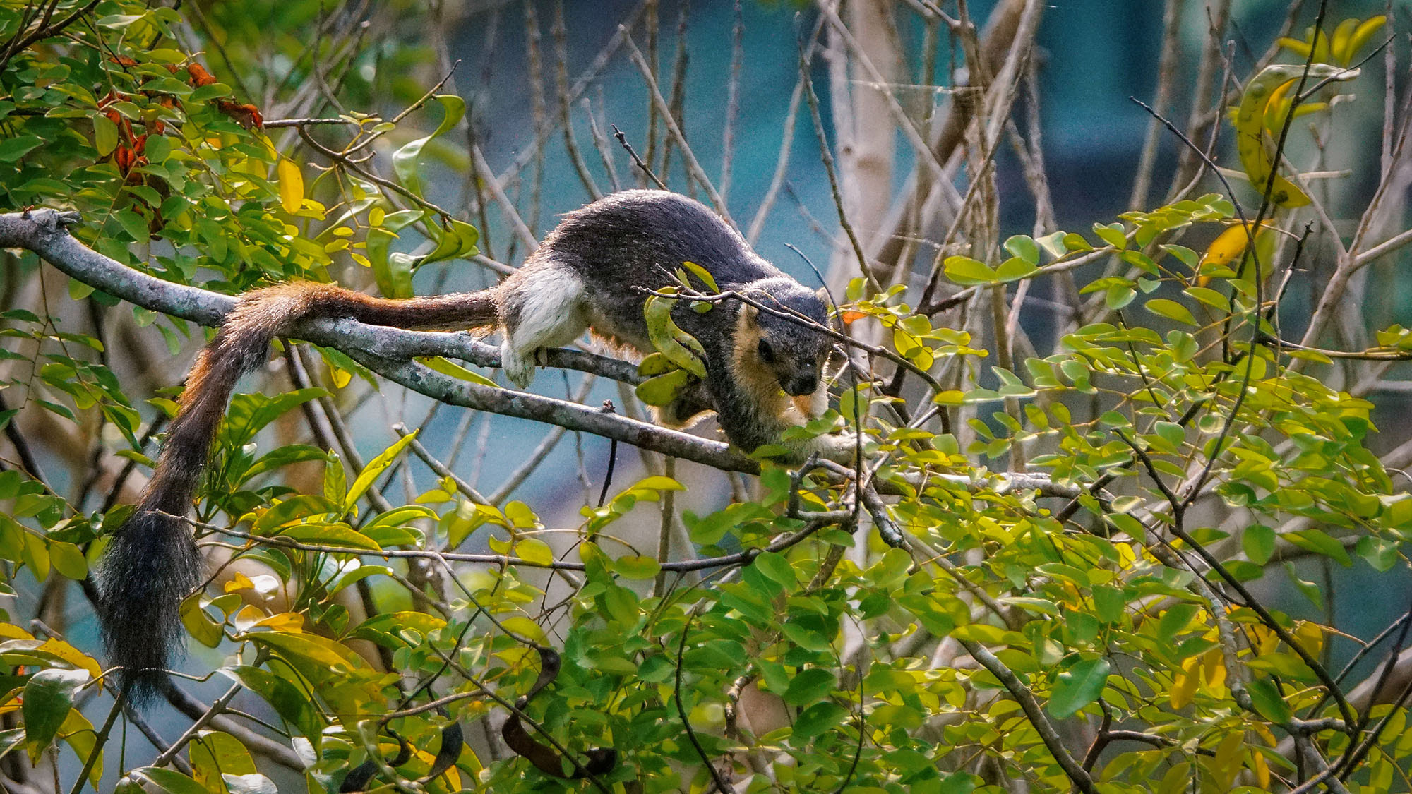 Sony ILCA-77M2 + Sony 70-400mm F4-5.6 G SSM II sample photo. Cream-coloured giant squirrel photography