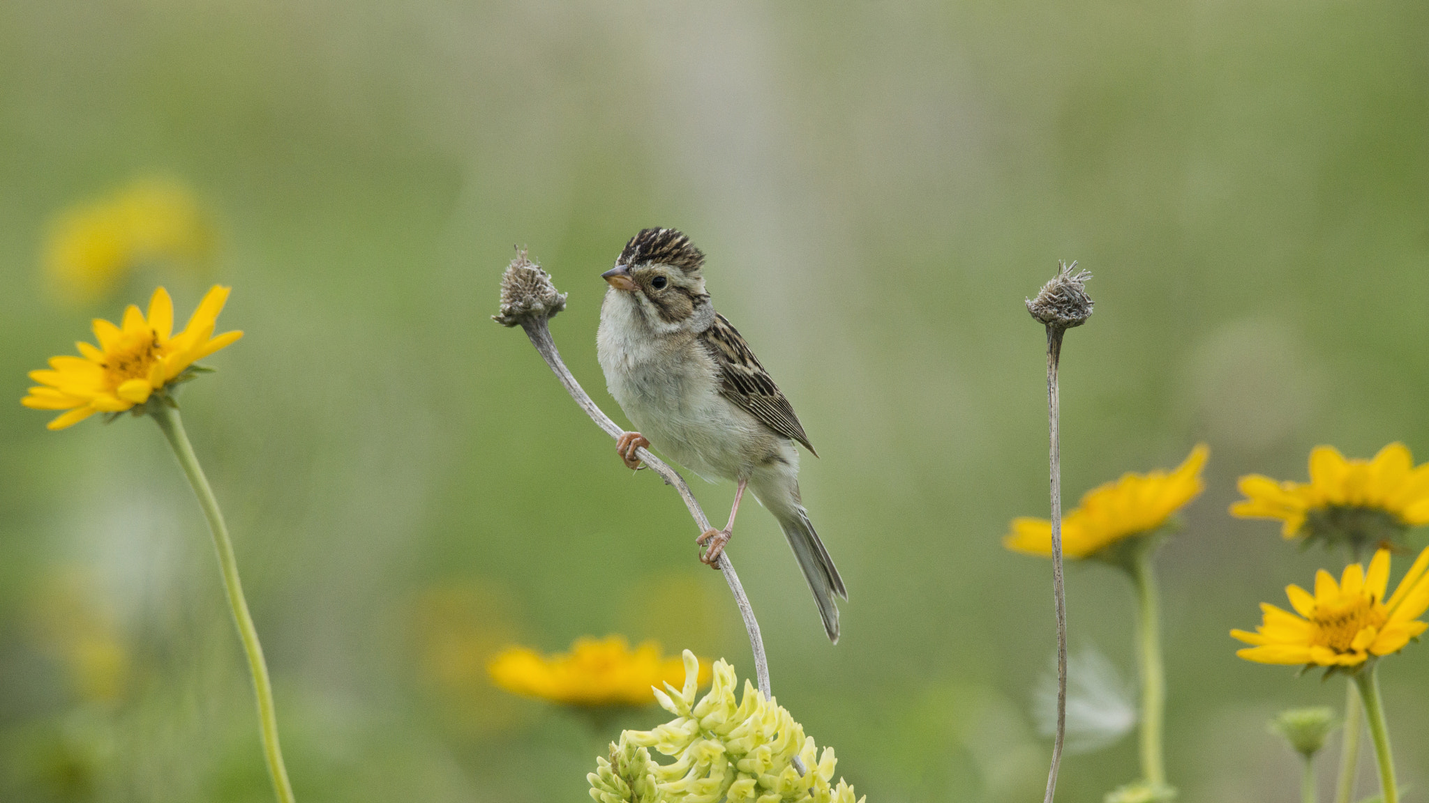 Sony SLT-A77 + Tamron SP 150-600mm F5-6.3 Di VC USD sample photo. Clay-colored sparrow photography