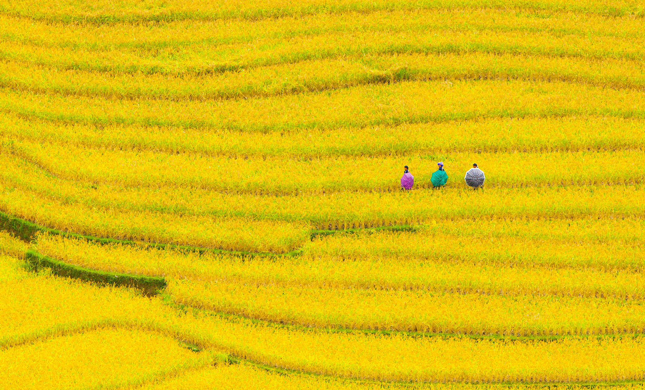 Canon EOS 50D + Canon EF 70-200mm F2.8L IS USM sample photo. Shimmering colors mu cang chai photography