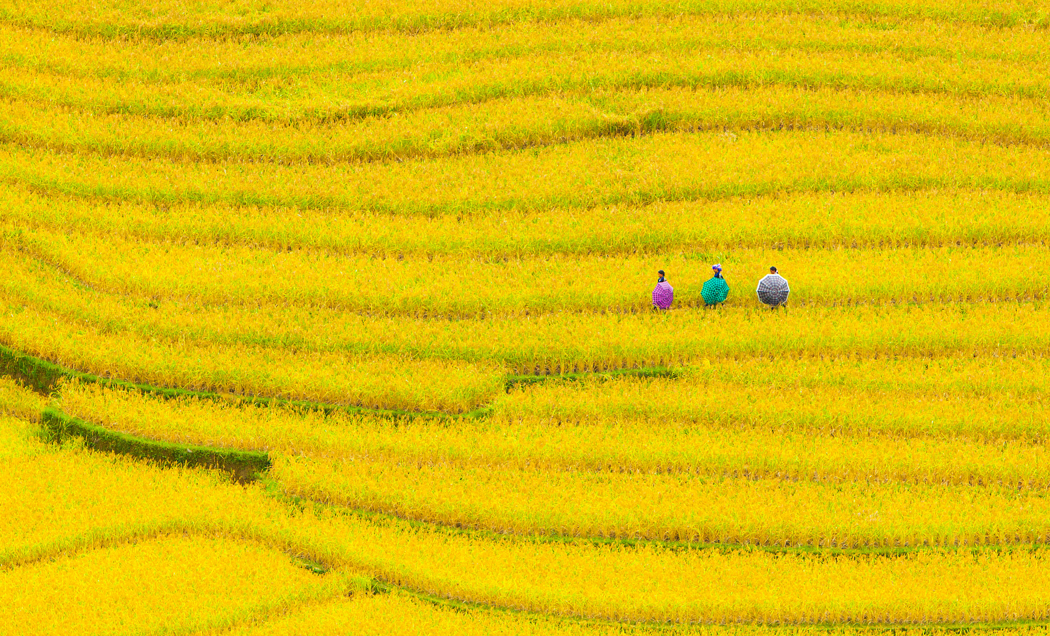Canon EF 70-200mm F2.8L IS USM sample photo. Shimmering colors mu cang chai photography
