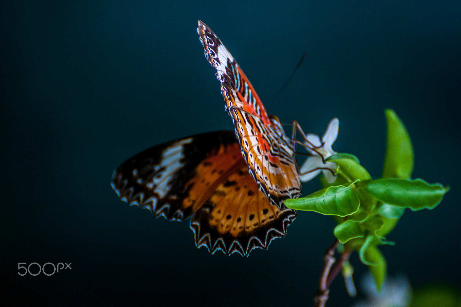 Canon EOS 500D (EOS Rebel T1i / EOS Kiss X3) sample photo. Leopard lacewing butterfly photography