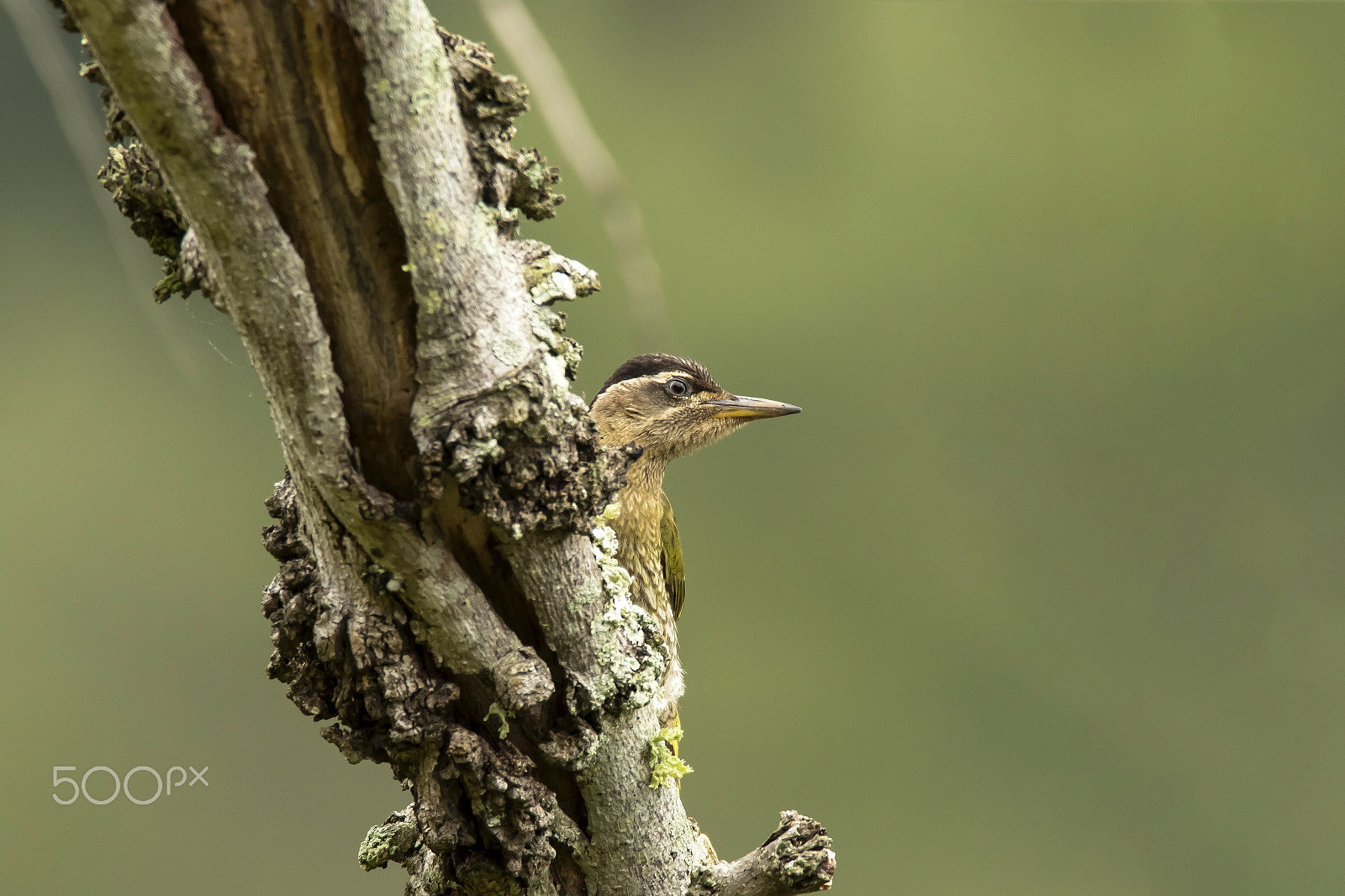 Canon EF 600mm F4L IS USM sample photo. Streak-throated woodpecker photography