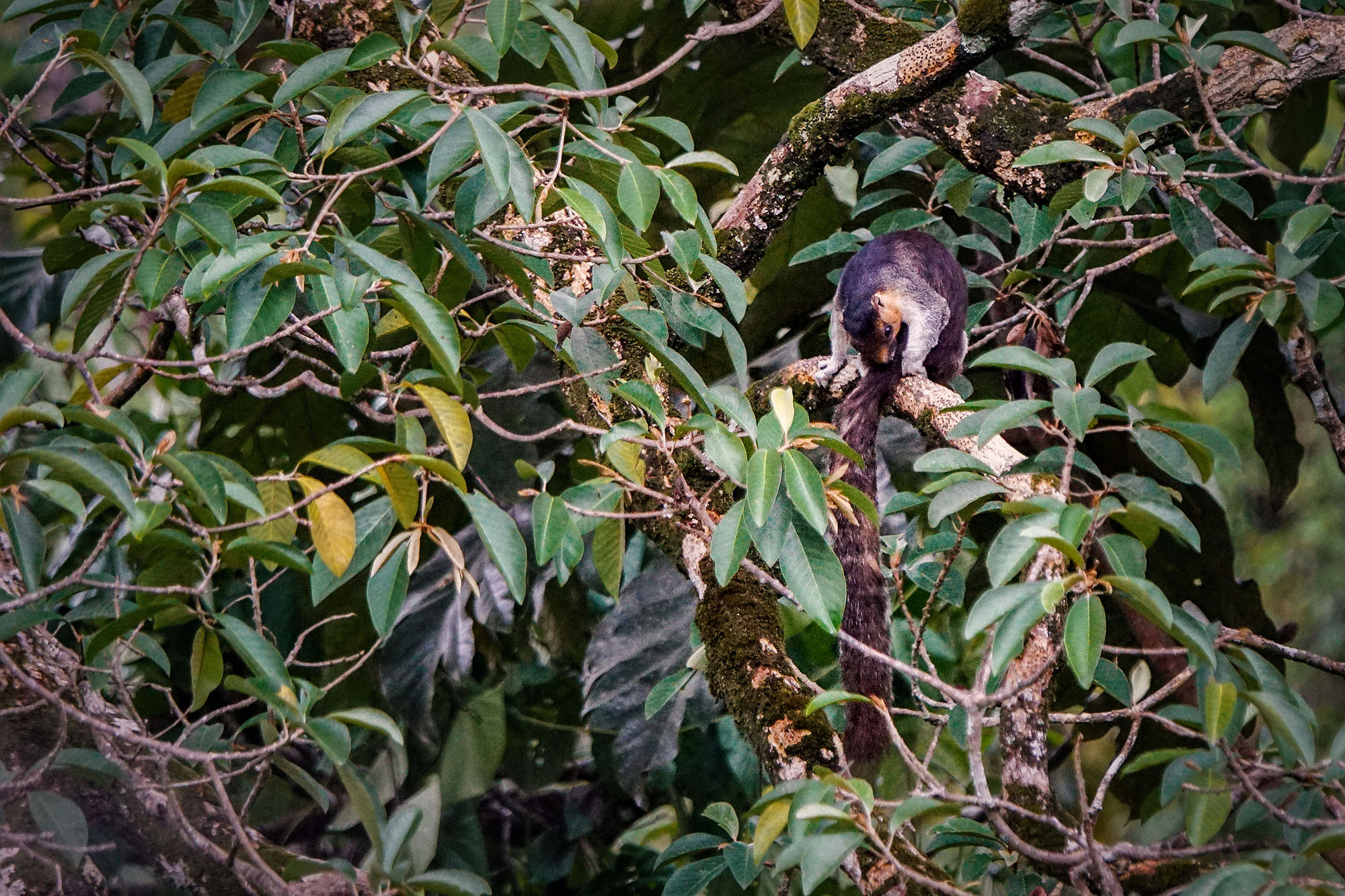 Sony ILCA-77M2 + Sony 70-400mm F4-5.6 G SSM II sample photo. Cream-coloured giant squirrel photography