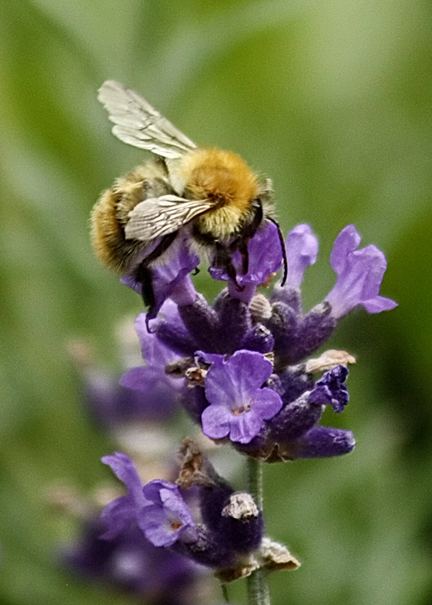Canon EF 75-300mm F4.0-5.6 IS USM sample photo. Bumble bee on lavender photography