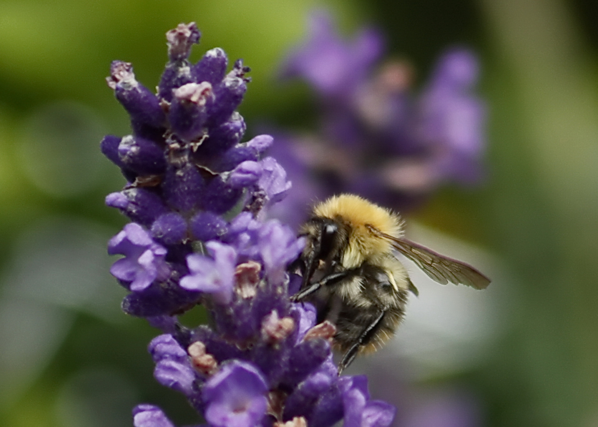 Canon EF 75-300mm F4.0-5.6 IS USM sample photo. Bee & lavender photography