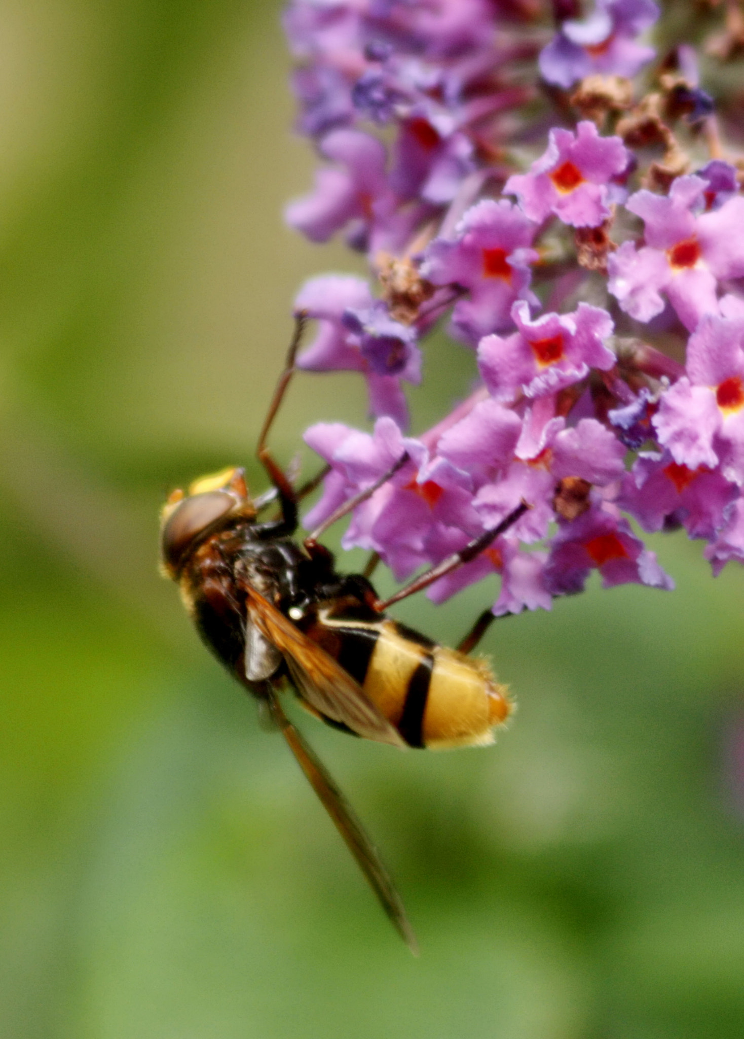 Canon EF 75-300mm F4.0-5.6 IS USM sample photo. Huge hoverfly & budlea photography
