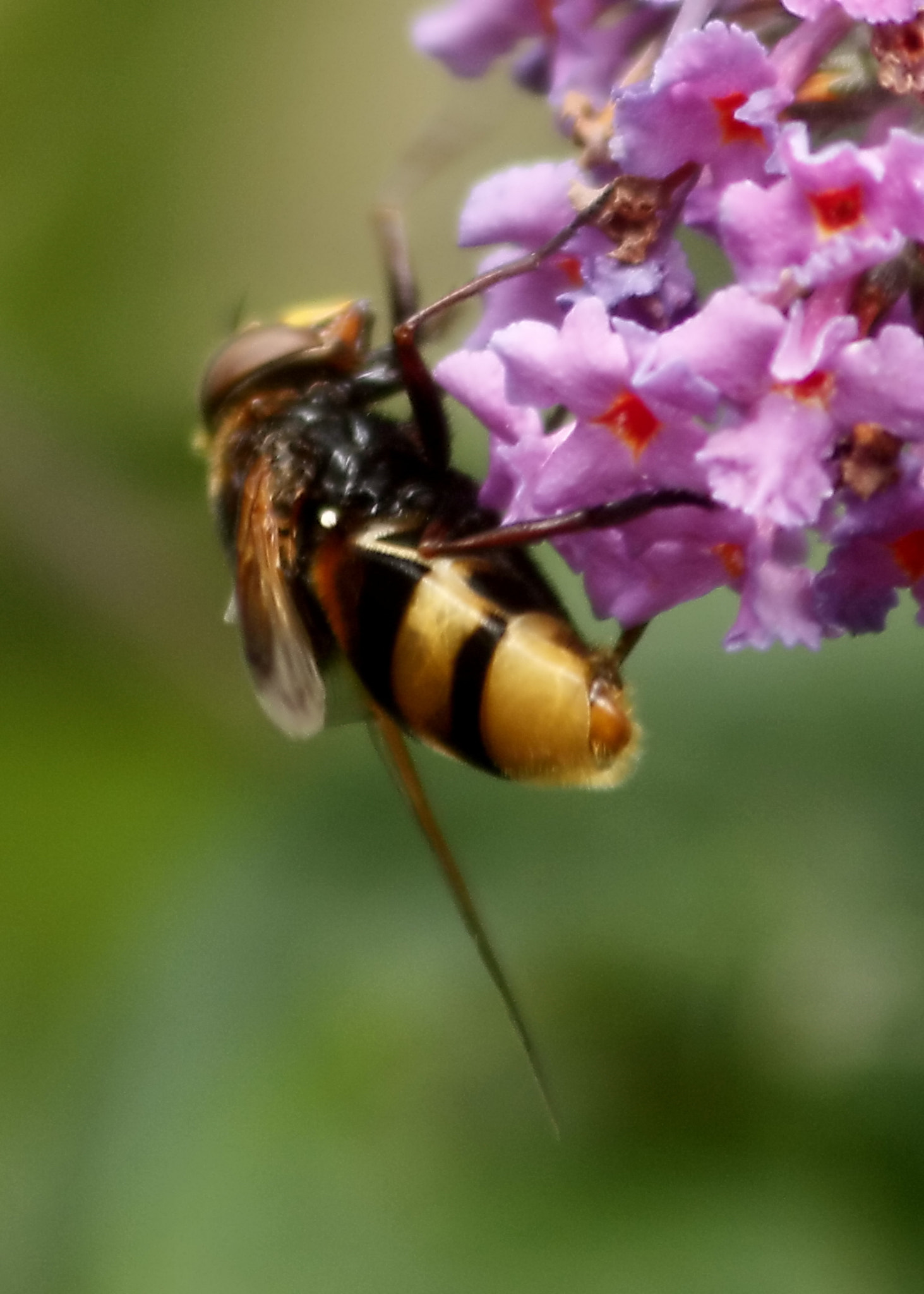 Canon EF 75-300mm F4.0-5.6 IS USM sample photo. Hoverfly photography