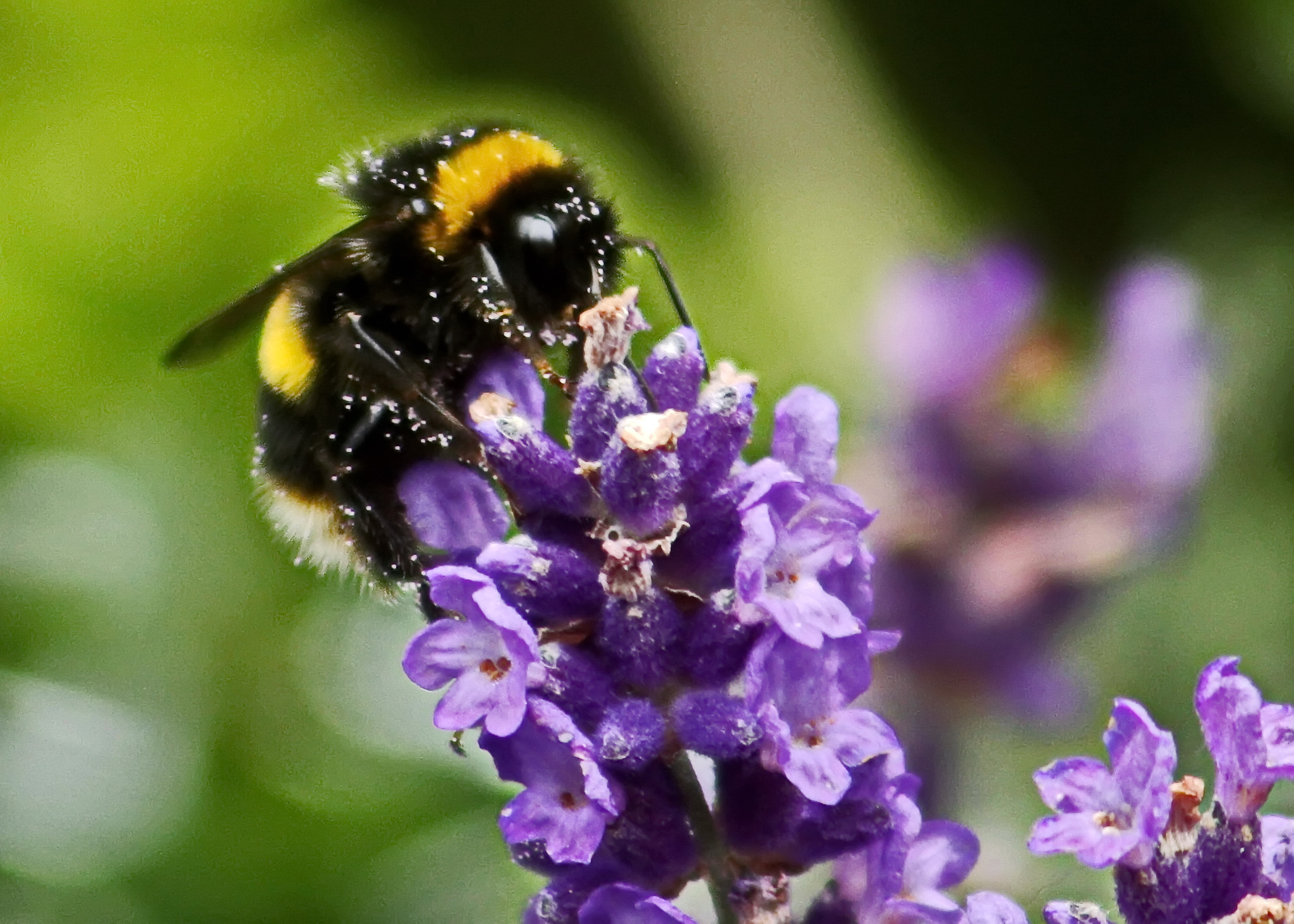 Canon EF 75-300mm F4.0-5.6 IS USM sample photo. Bumble bee & lavender photography