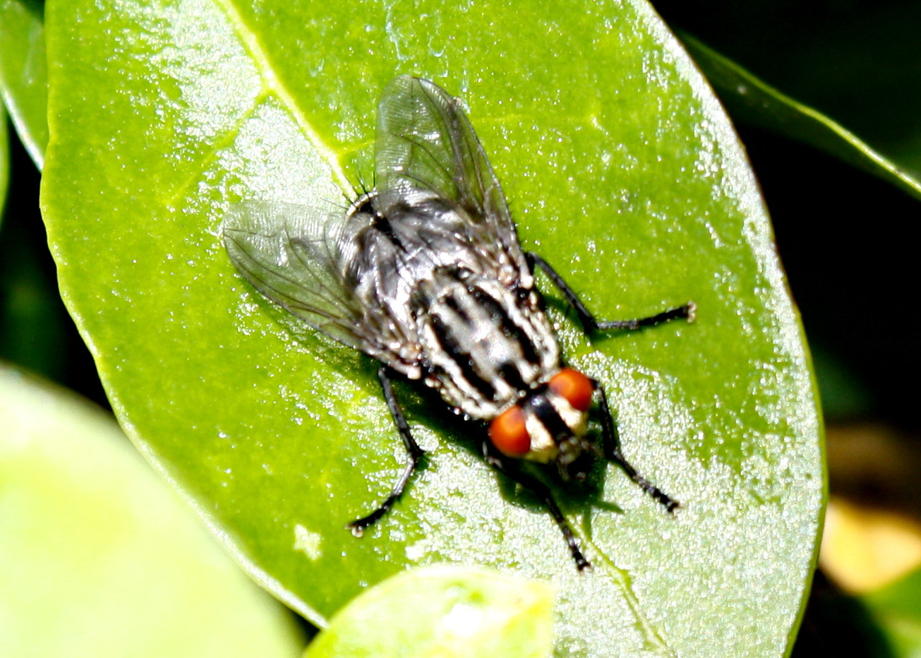 Canon EOS 450D (EOS Rebel XSi / EOS Kiss X2) sample photo. Flesh fly photography