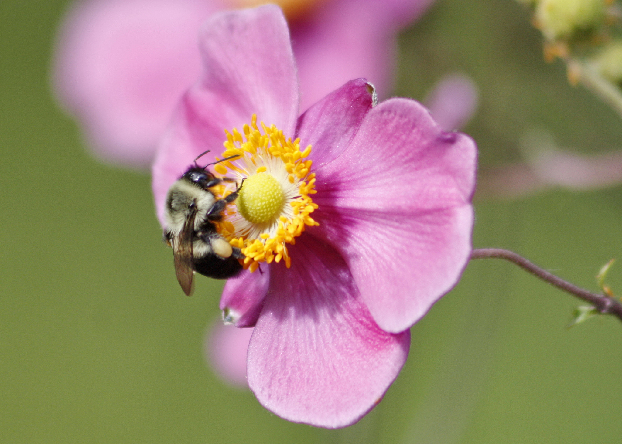 Canon EF 75-300mm F4.0-5.6 IS USM sample photo. Bee & japanese anemone photography