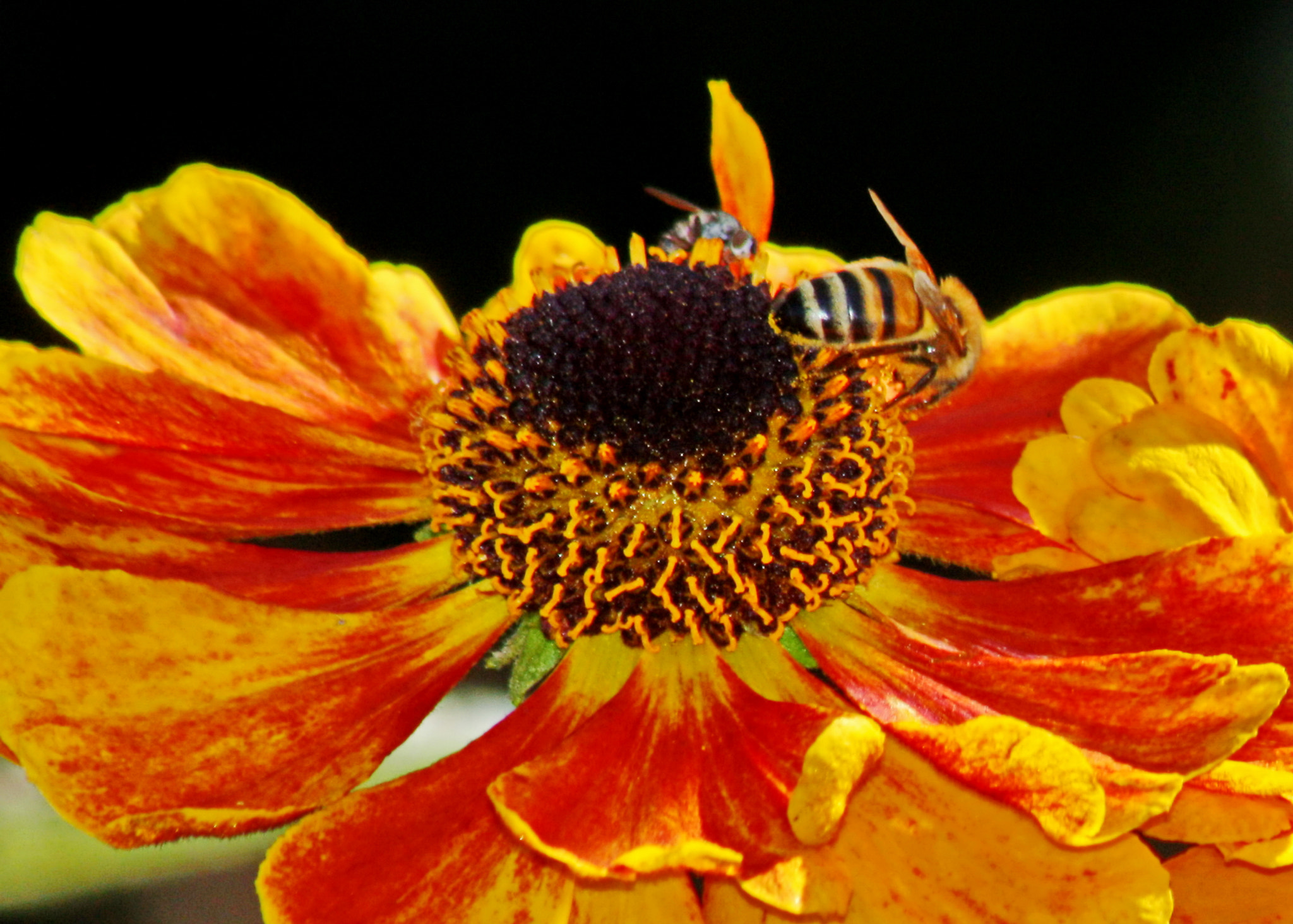 Canon EF 75-300mm F4.0-5.6 IS USM sample photo. Two bee or not two bee photography