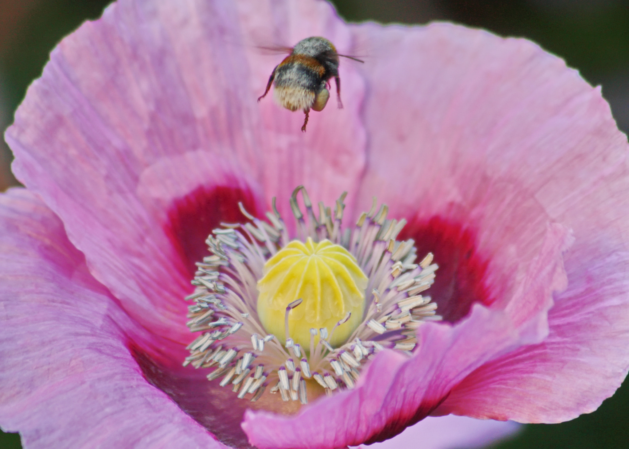 Canon EF 75-300mm F4.0-5.6 IS USM sample photo. Bumble bee and pink poppy photography
