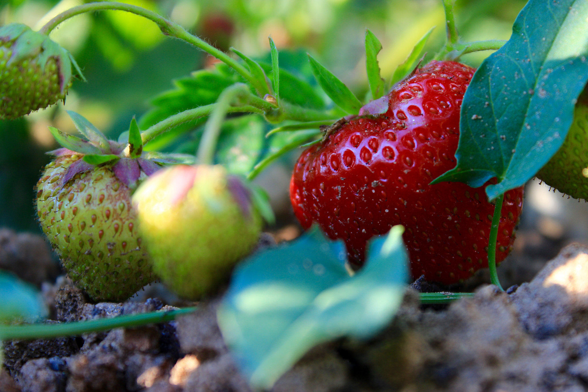 Canon EF-S 18-55mm F3.5-5.6 III sample photo. Strawberries photography
