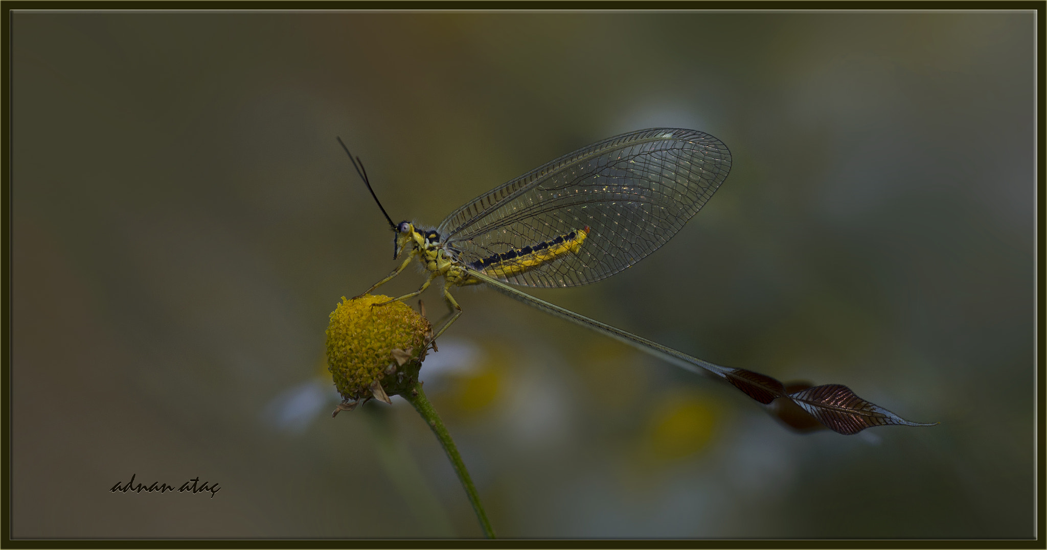 Nikon D4 sample photo. Uçurtma böceği - spoonwing - chasmoptera huttii - duck faced lacewings photography