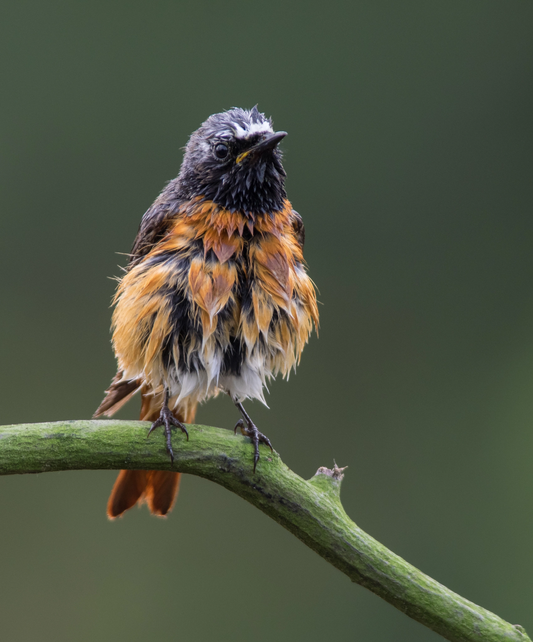 Olympus OM-D E-M1 + OLYMPUS 300mm Lens sample photo. Common redstart photography