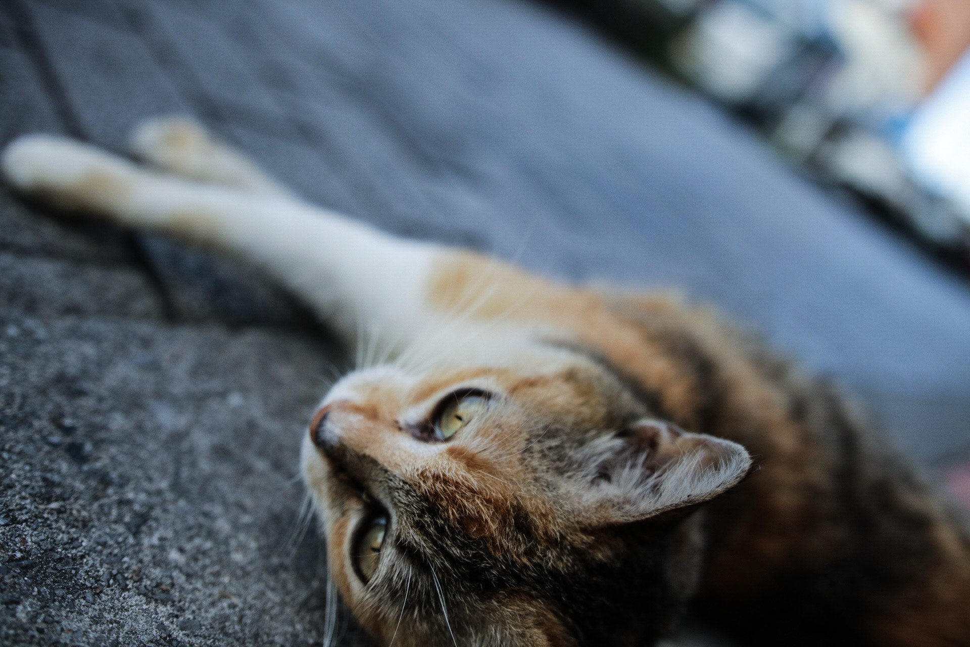 Canon EOS 80D + Sigma 18-35mm f/1.8 DC HSM sample photo. Cat photography