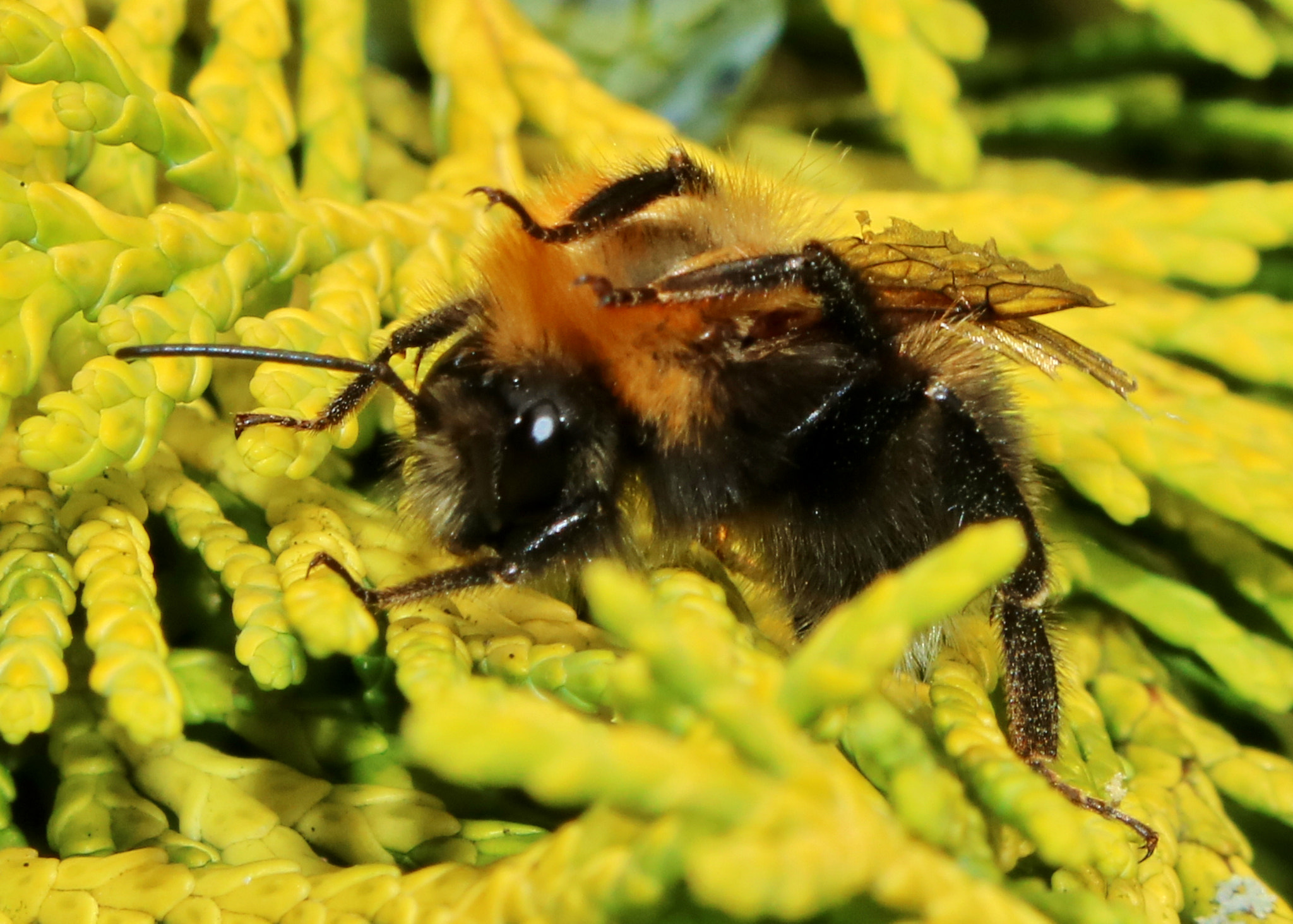 Canon EOS 750D (EOS Rebel T6i / EOS Kiss X8i) sample photo. Wash & brush up photography
