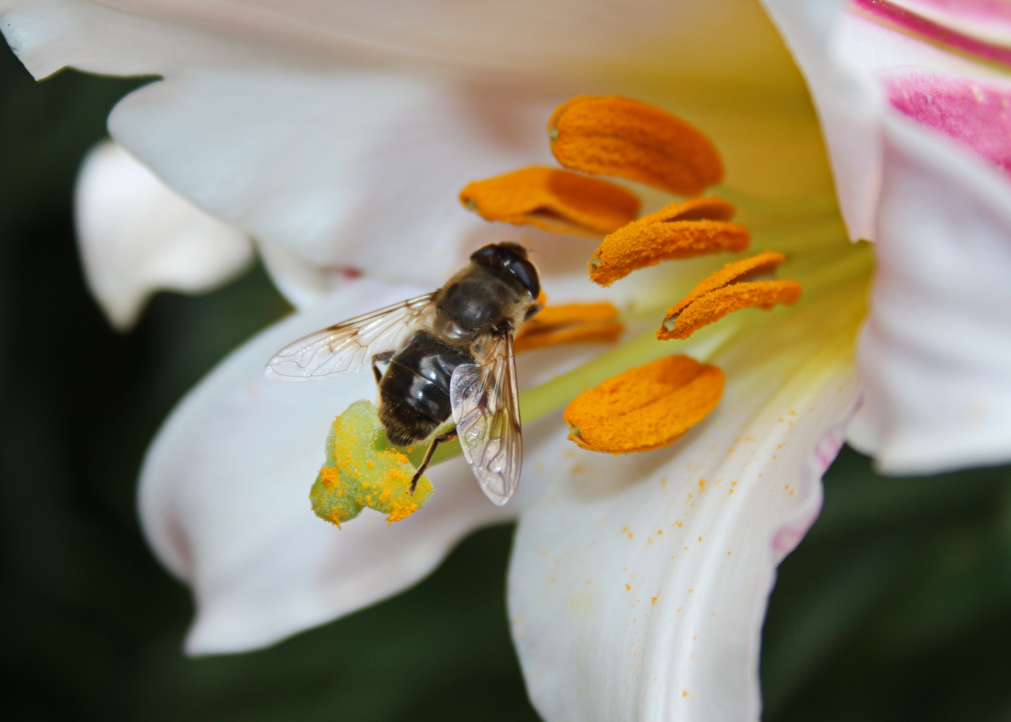 Canon EF-S 18-55mm F3.5-5.6 II sample photo. Hoverfly & lily photography